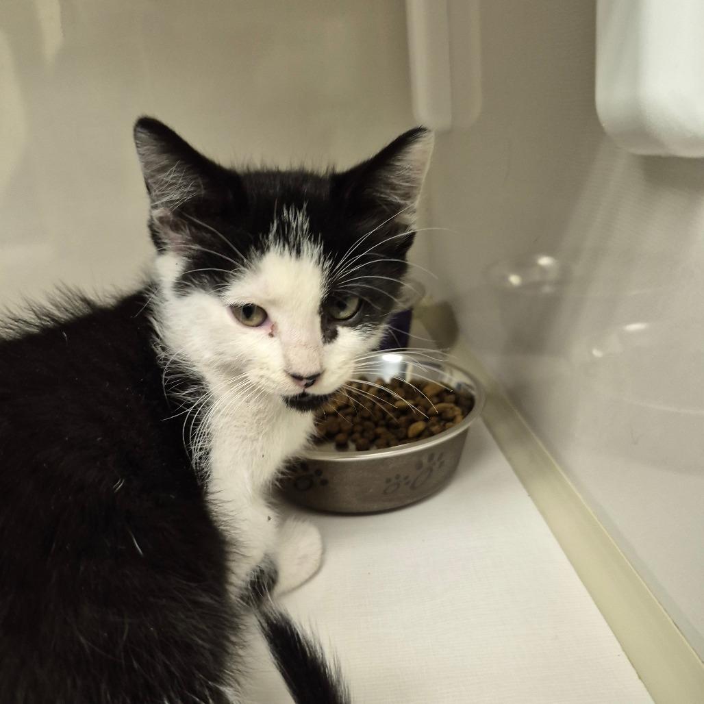 Chanel, Adoptable, Kitten Female Domestic Short Hair.