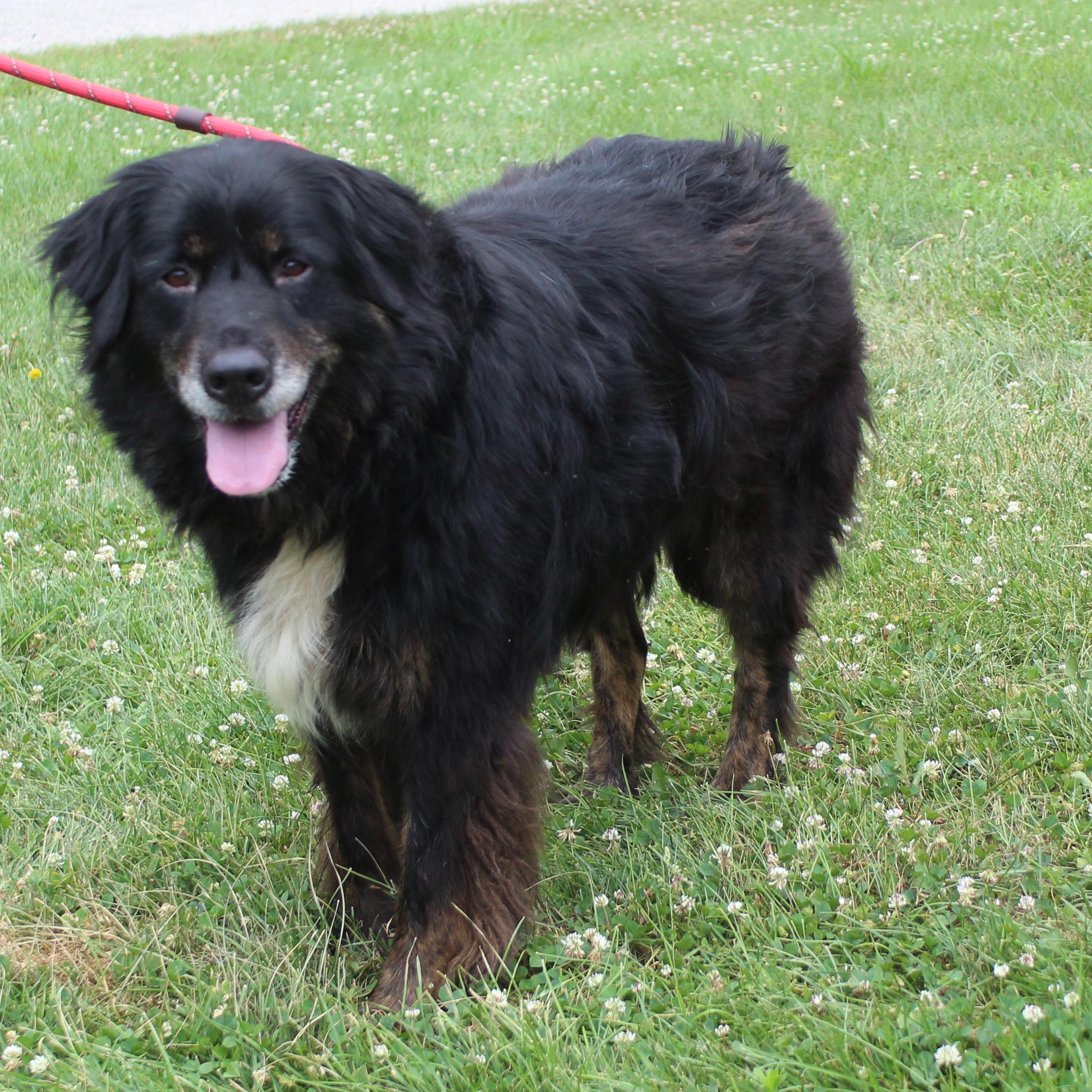 Bella (12093), ADOPTABLE, Adult Female Border Collie.