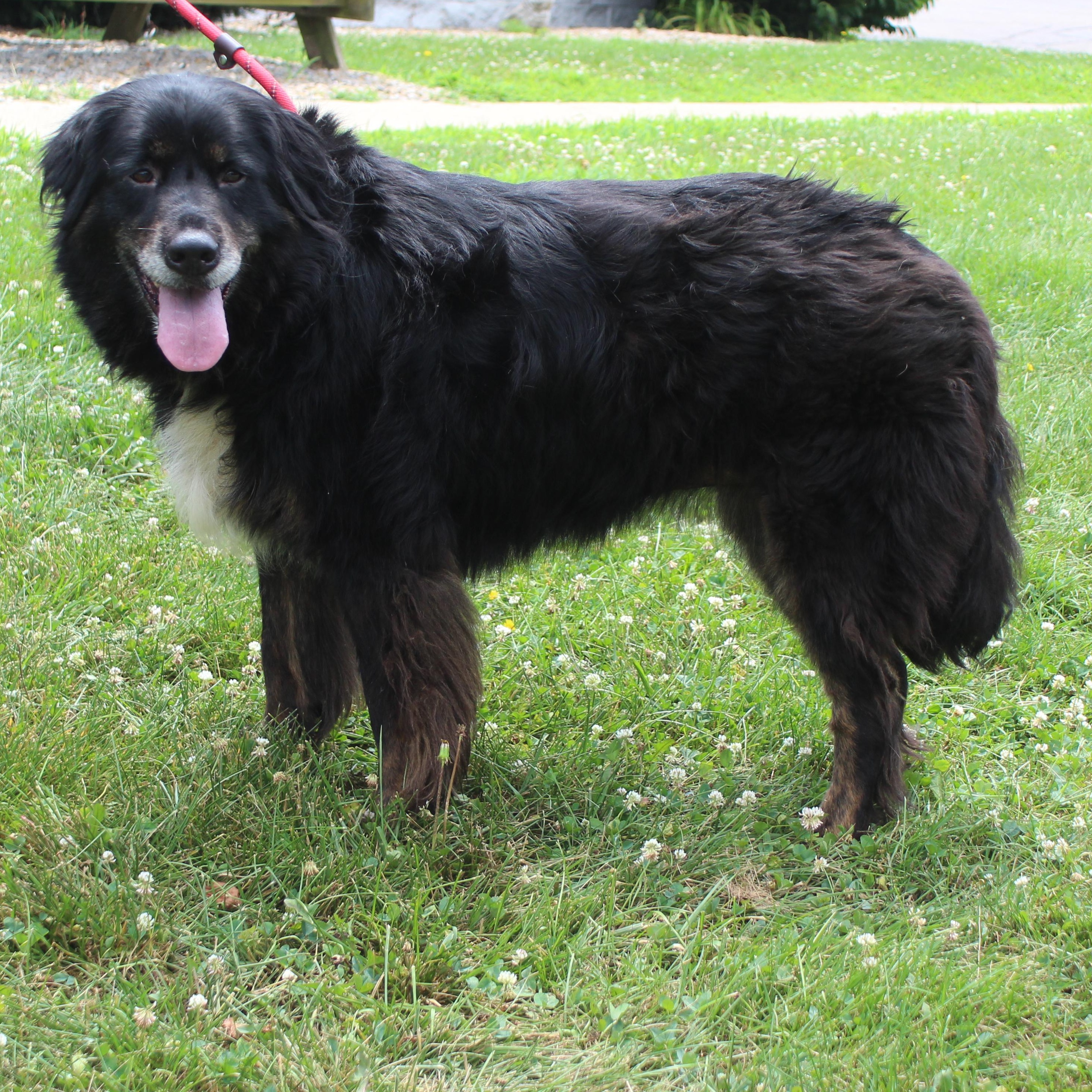 Bella (12093), a ADOPTABLE mixed breed in Heath, OH image 3/3