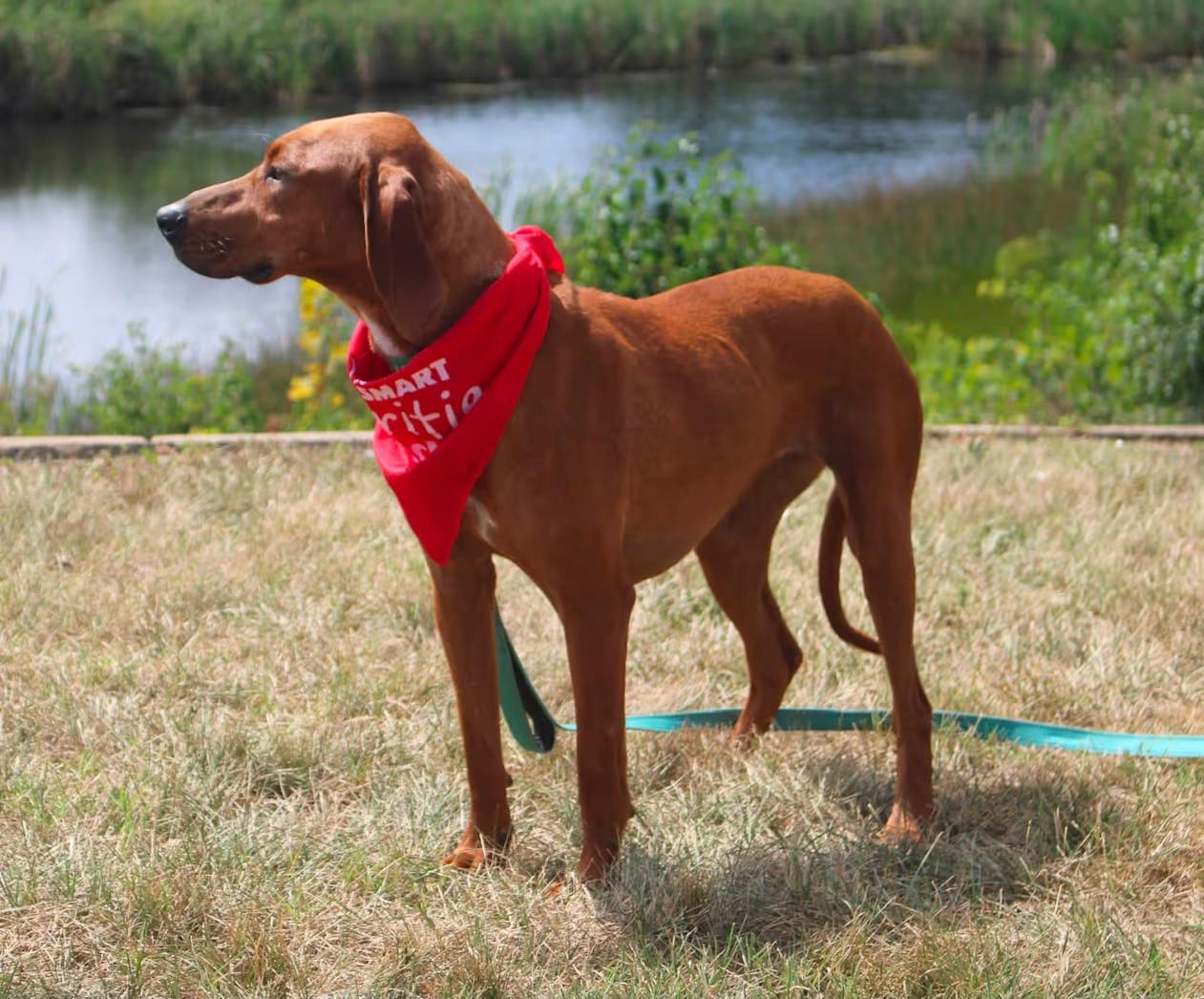 Lucy, a ADOPTABLE Redbone Coonhound in Stuarts Draft, VA image 3/3
