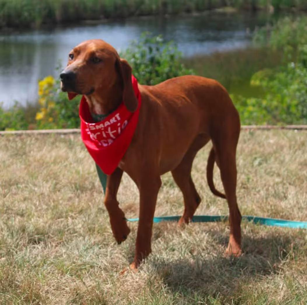 Lucy, a ADOPTABLE Redbone Coonhound in Stuarts Draft, VA image 2/3