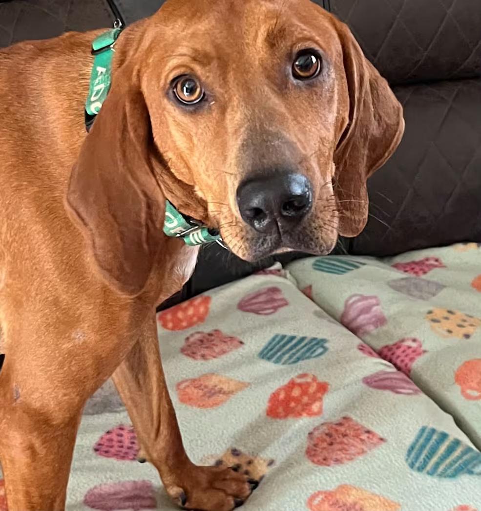 Lucy, ADOPTABLE, Young Female Redbone Coonhound.