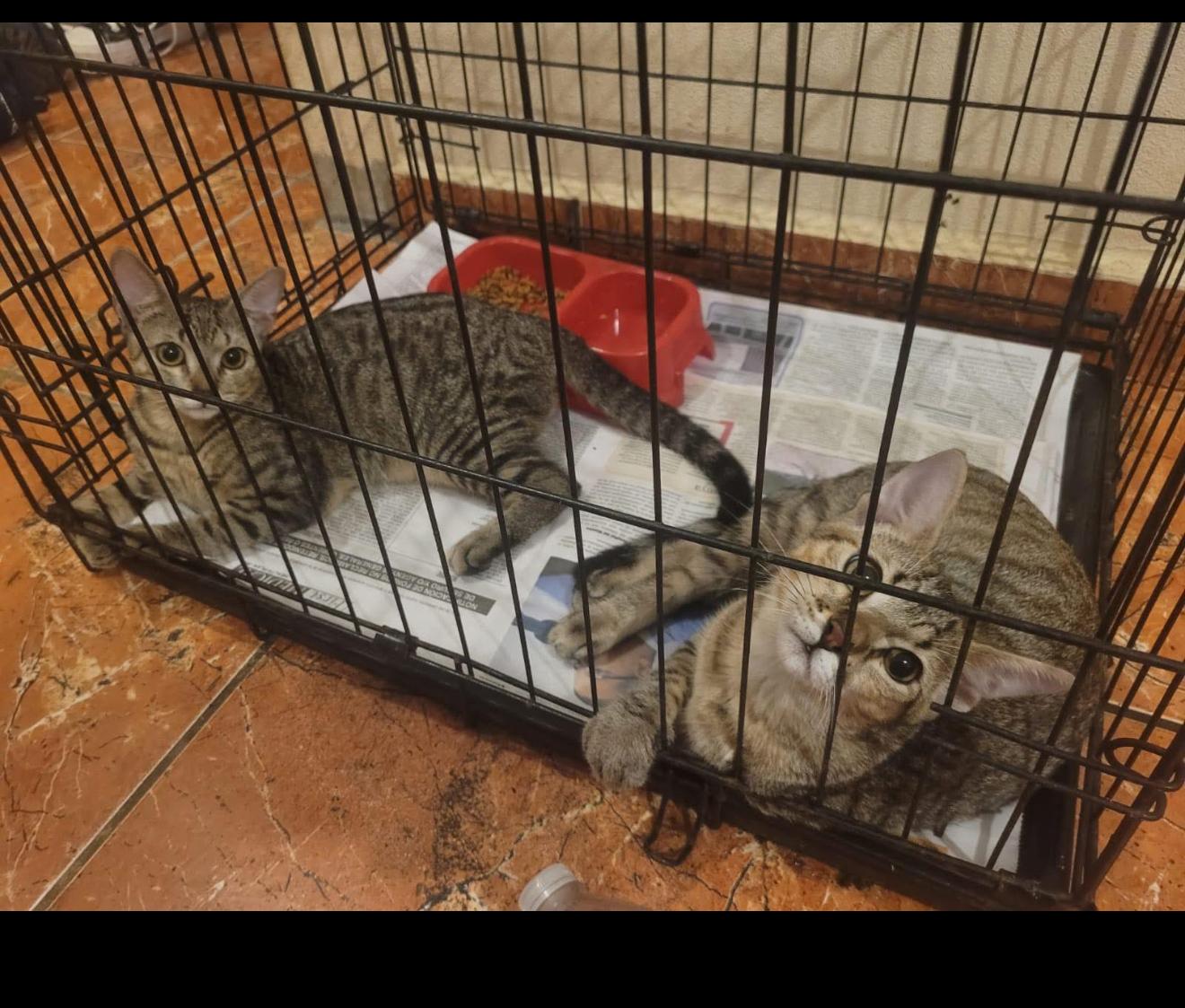 Freda Mira, Adoptable, Young Female Domestic Short Hair.