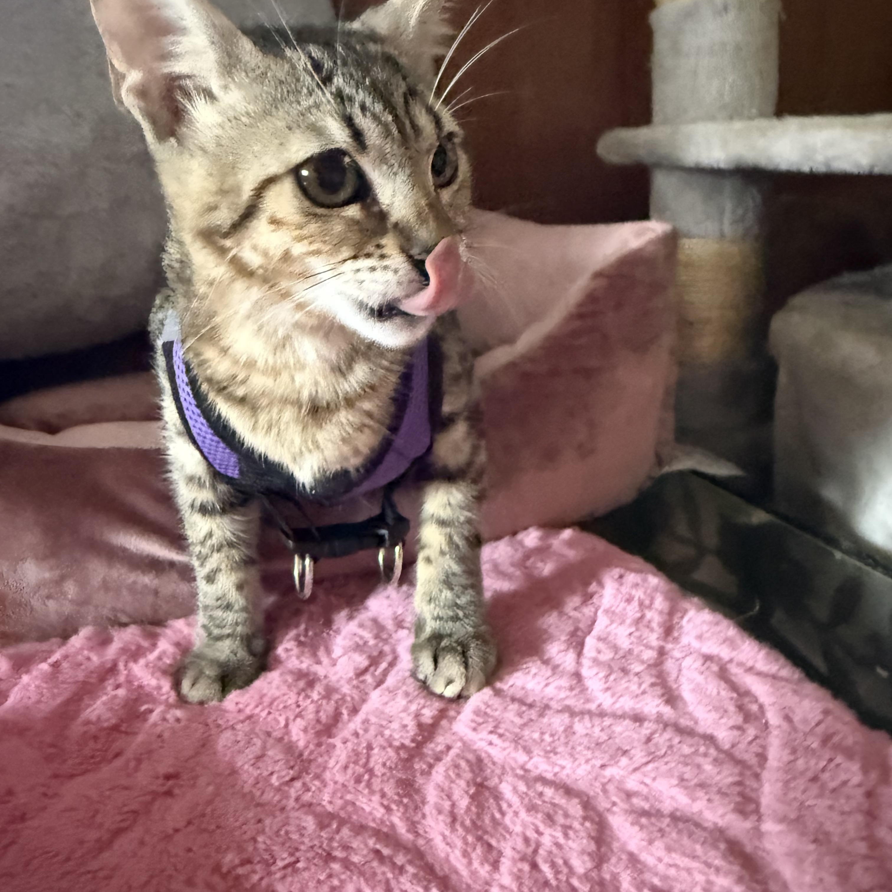 Enlarge Freda Mira, an adopted Domestic Short Hair in Pleasant Valley, NY image 2/4