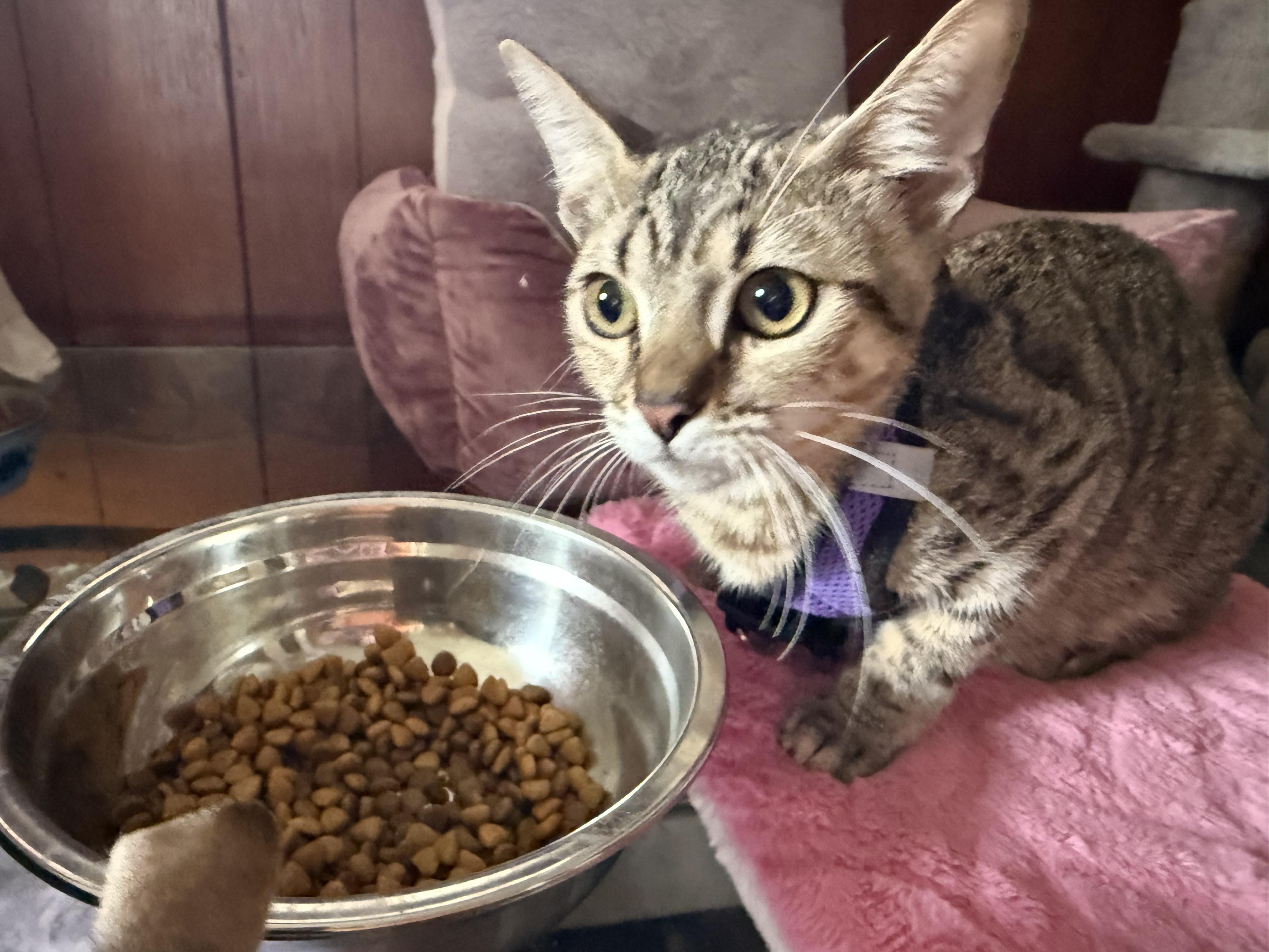 Enlarge Freda Mira, an adopted Domestic Short Hair in Pleasant Valley, NY image 4/4