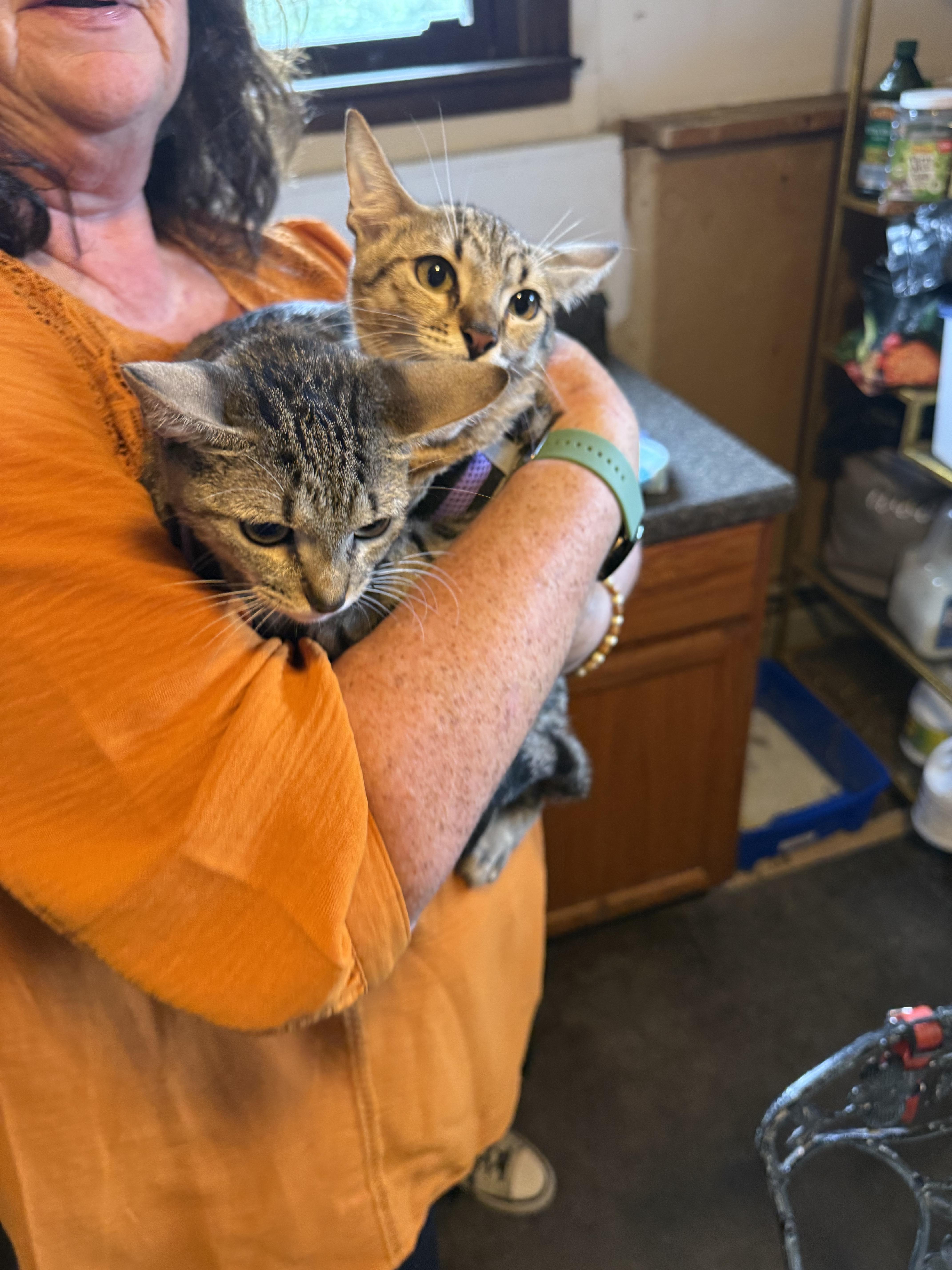 Enlarge Freda Mira, an adopted Domestic Short Hair in Pleasant Valley, NY image 3/4