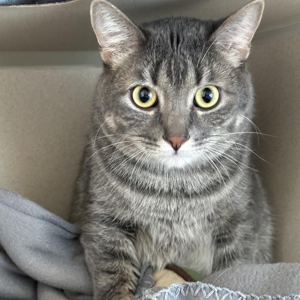 Enlarge Mudgie, a Adoptable mixed breed in Durango, CO image 2/5