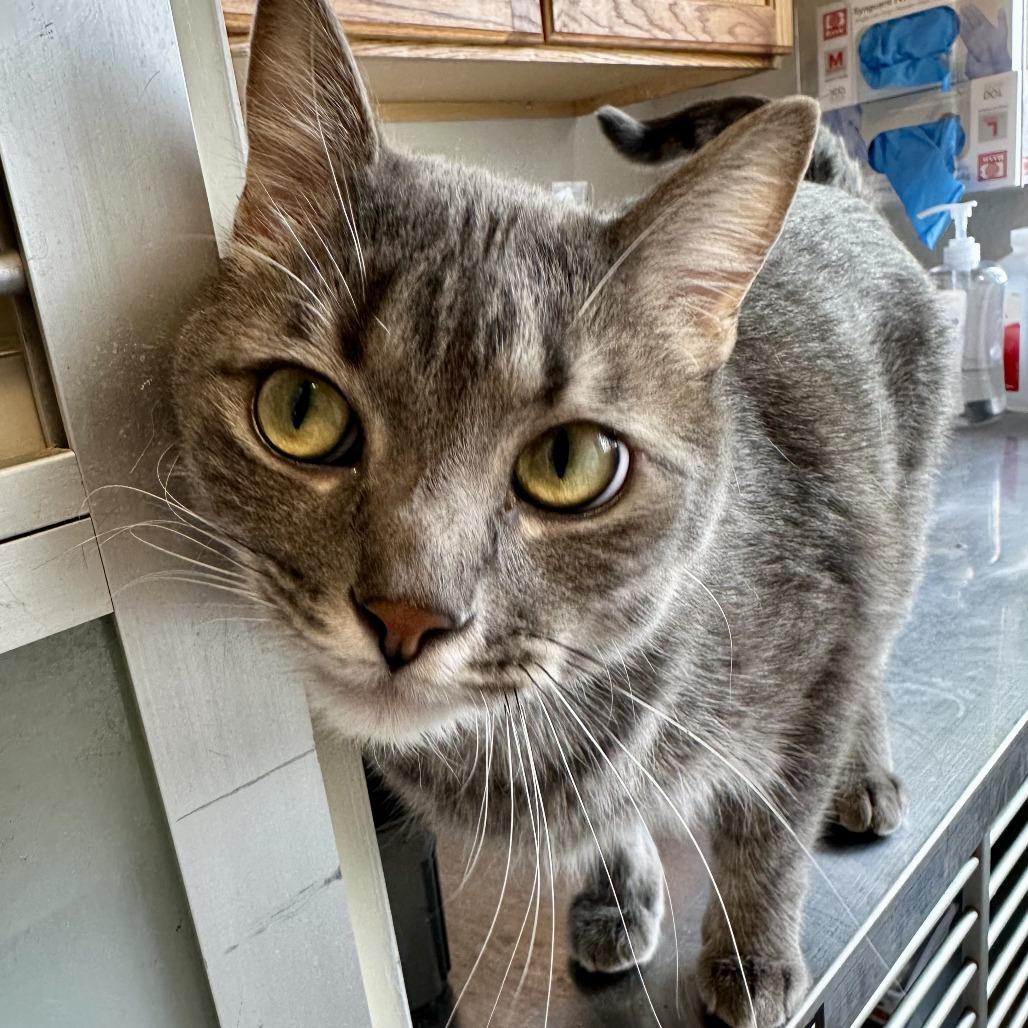 Enlarge Mudgie, a Adoptable mixed breed in Durango, CO image 3/5
