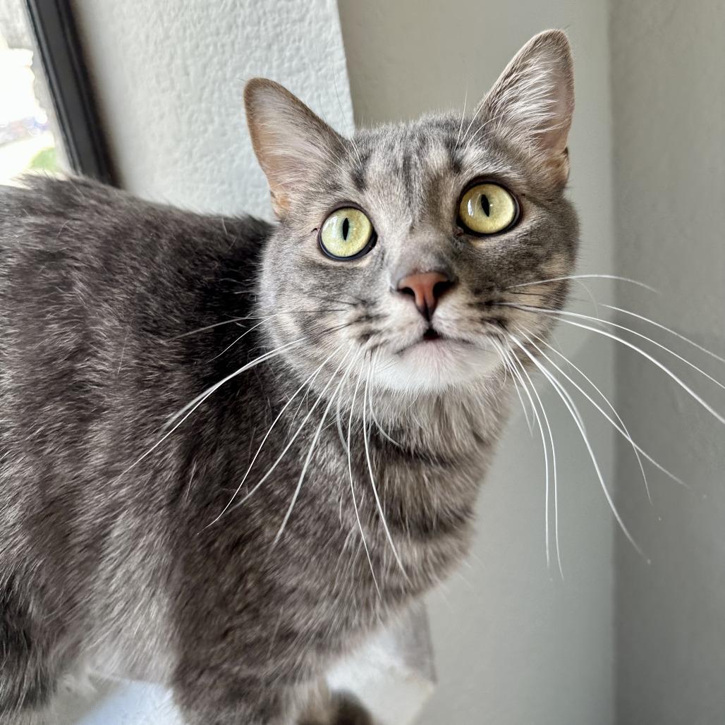 Enlarge Mudgie, a Adoptable mixed breed in Durango, CO image 4/5