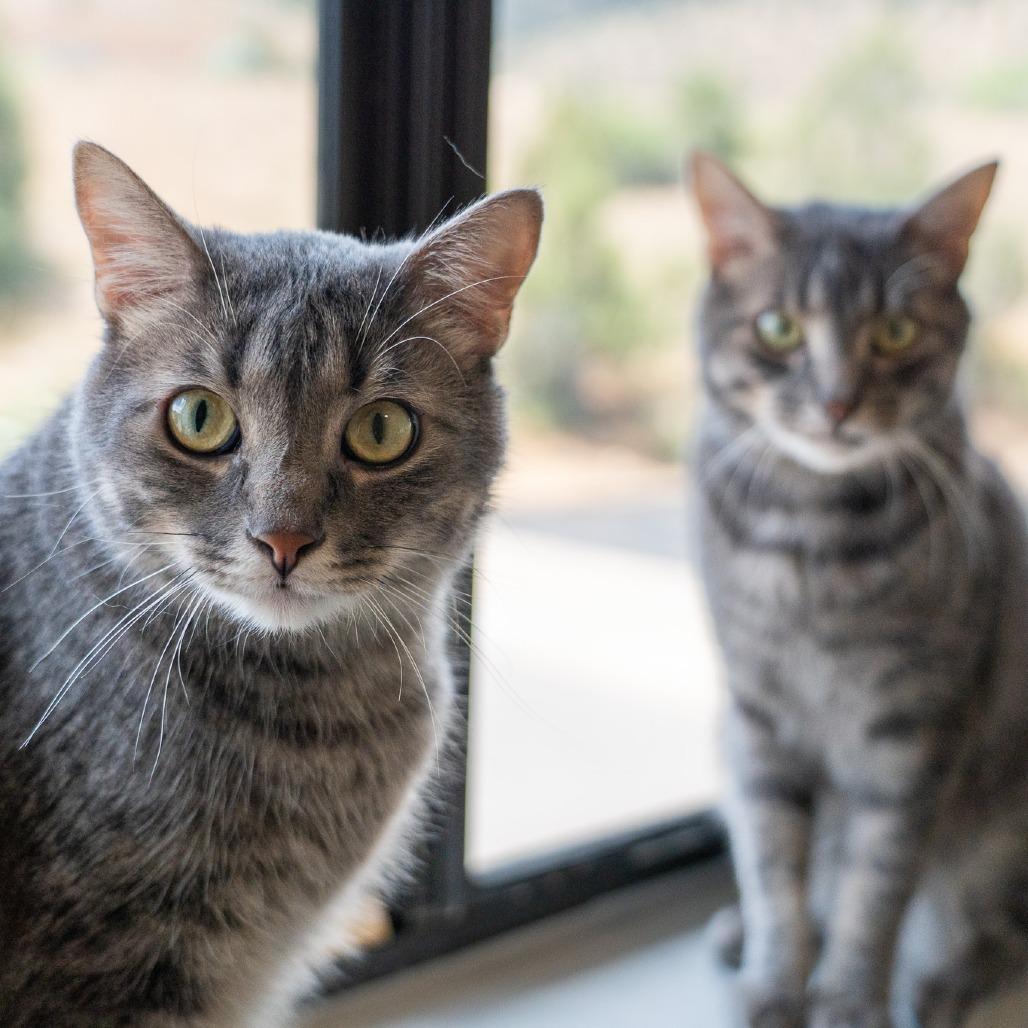 Enlarge Mudgie, a Adoptable mixed breed in Durango, CO image 5/6