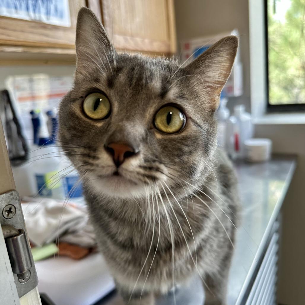 Enlarge Mudgie, a Adoptable mixed breed in Durango, CO image 5/5
