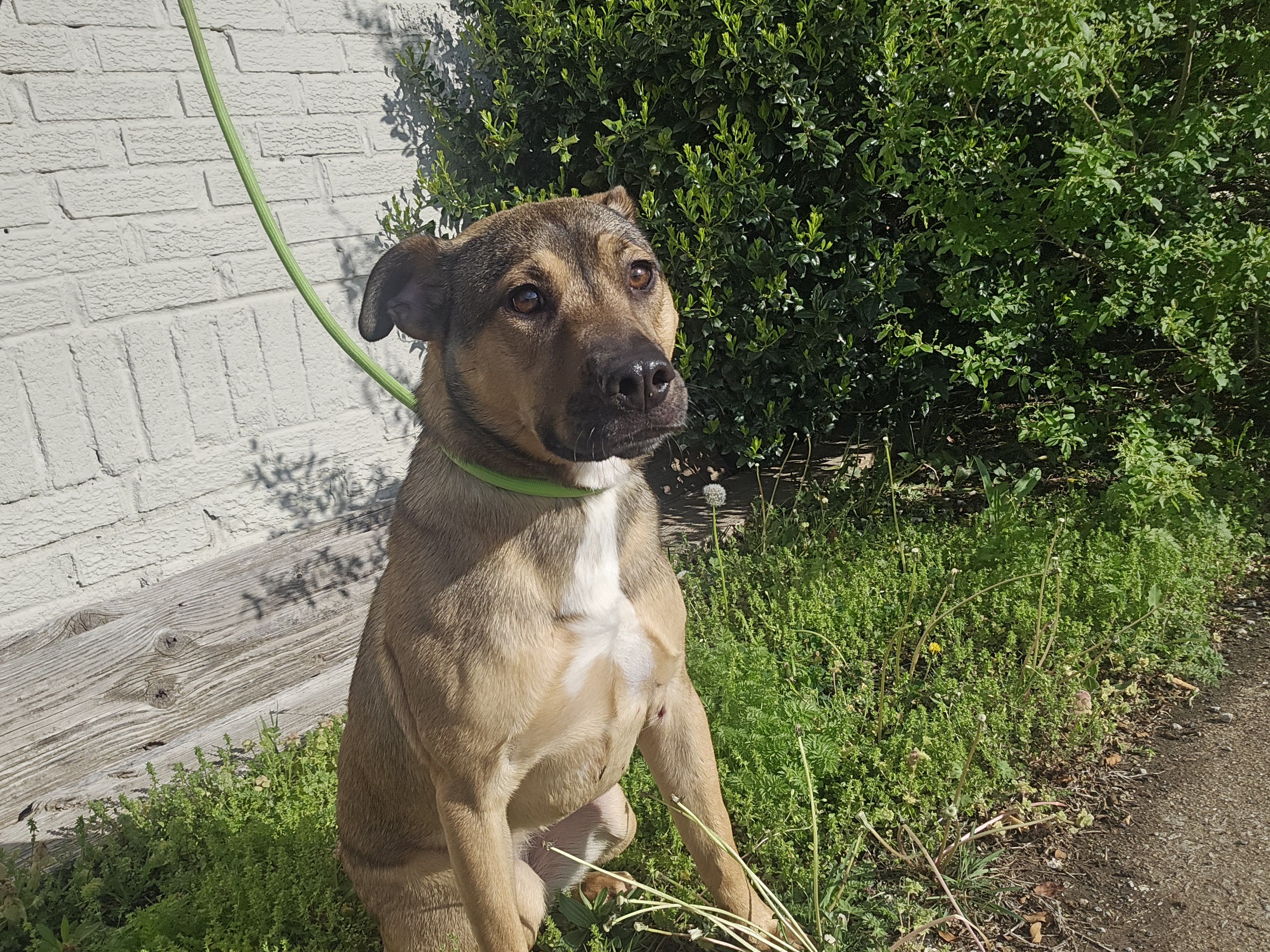 NUGGET AKA JAYNE, a Adoptable Mixed Breed in TULSA, OK image 5/5