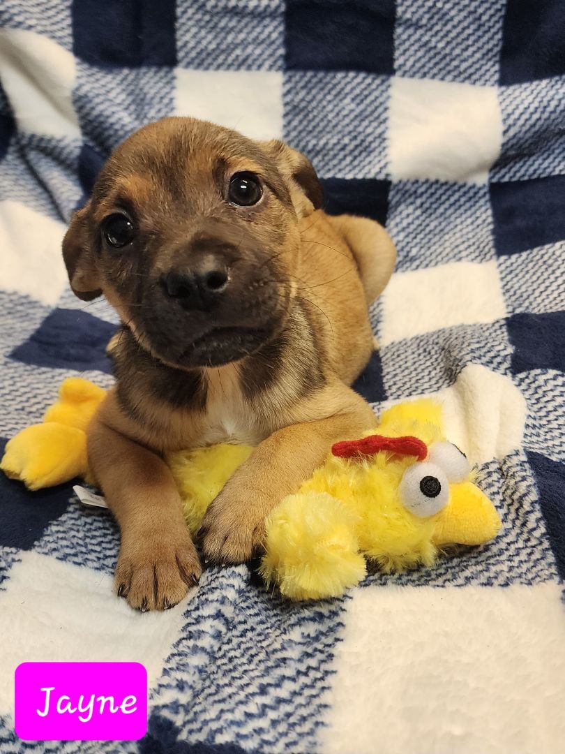 NUGGET AKA JAYNE, a Adoptable Mixed Breed in TULSA, OK image 2/5