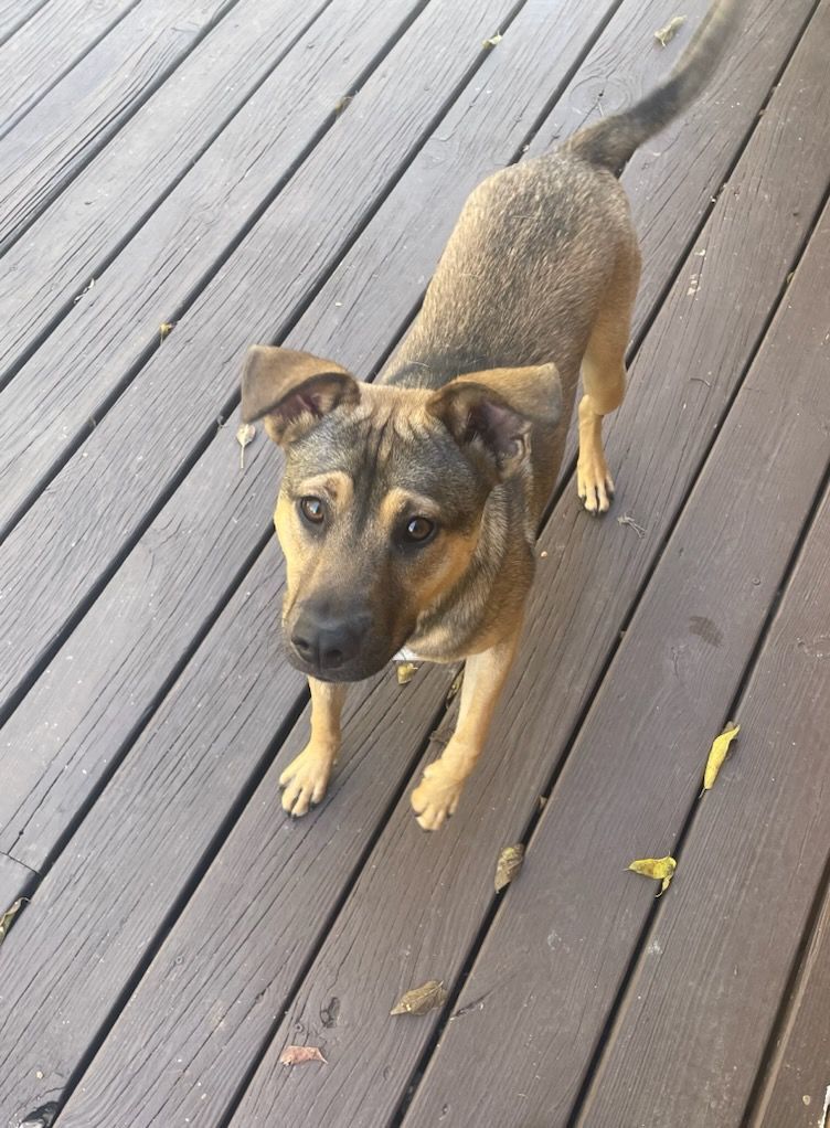 NUGGET AKA JAYNE, a Adoptable Mixed Breed in TULSA, OK image 3/5