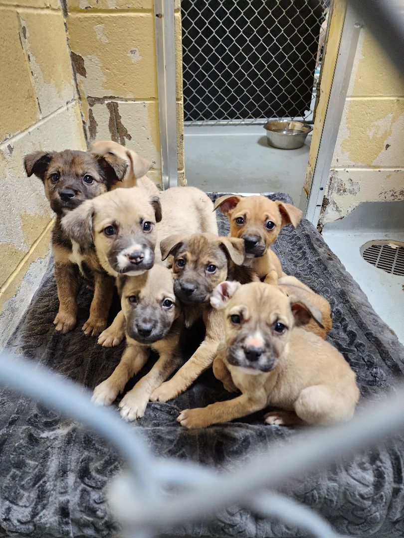 NUGGET AKA JAYNE, a Adoptable Mixed Breed in TULSA, OK image 4/5