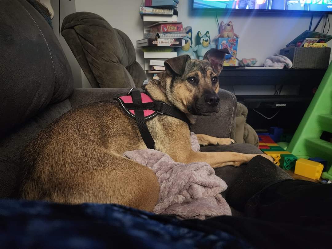 NUGGET AKA JAYNE, Adoptable, Adult Female Mixed Breed.