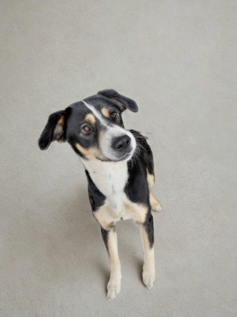 Gopher, Adoptable, Adult Male Border Collie.