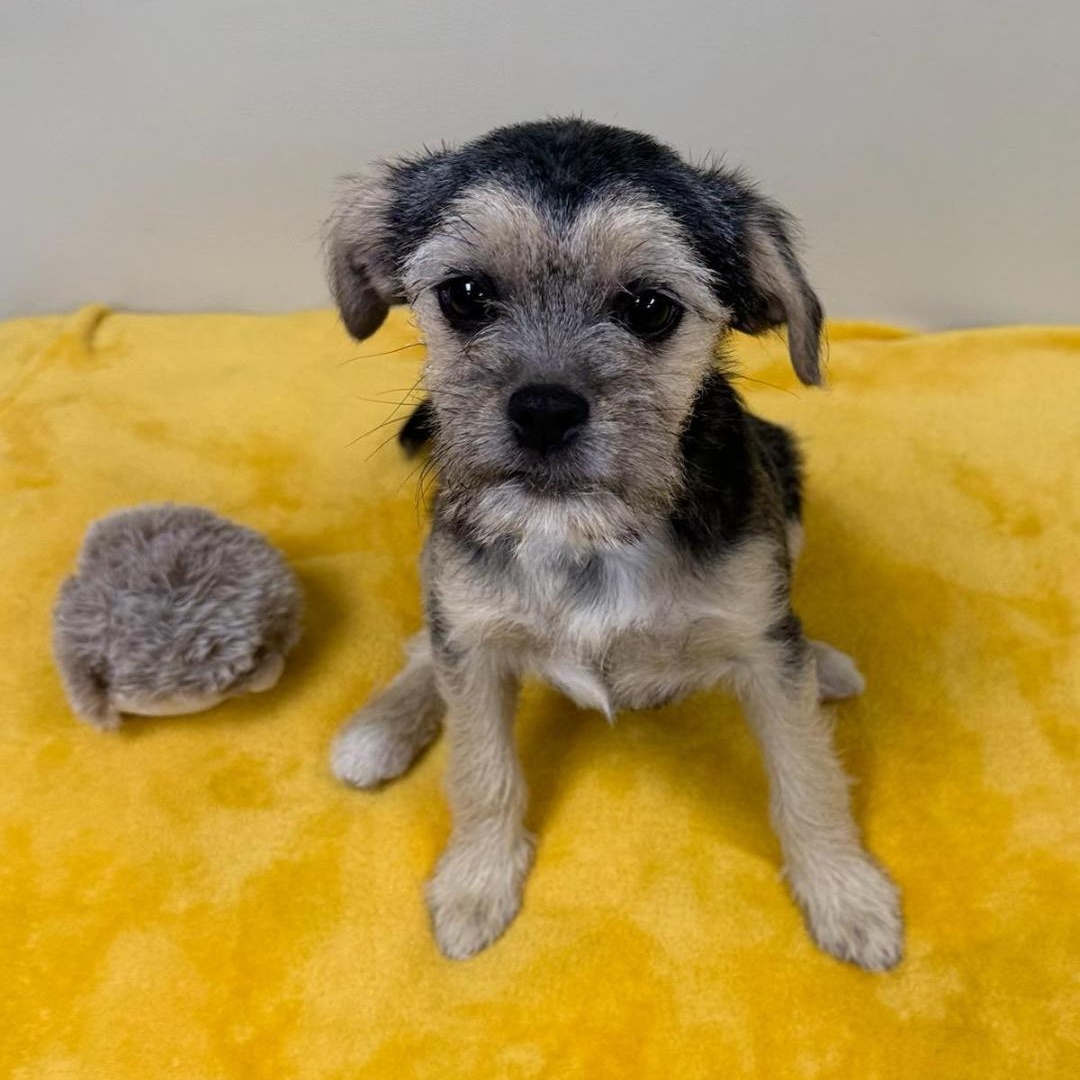 Evy, an adopted mixed breed in Greensburg, PA image 3/3