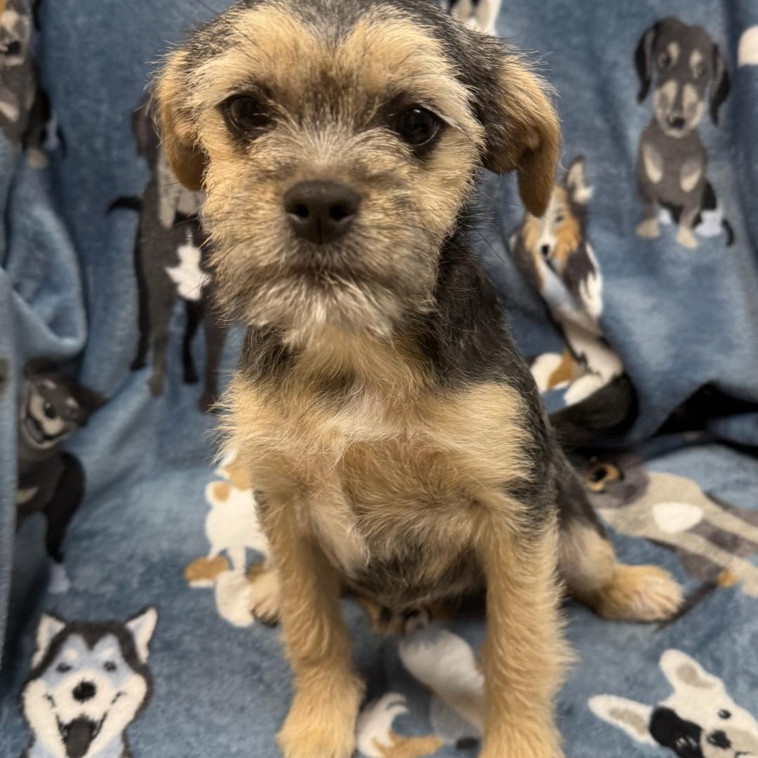 Evy, an adopted mixed breed in Greensburg, PA image 2/3