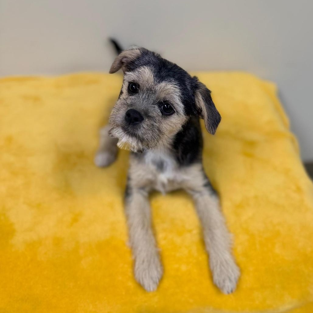 Evy, adopted, Puppy Female Terrier.