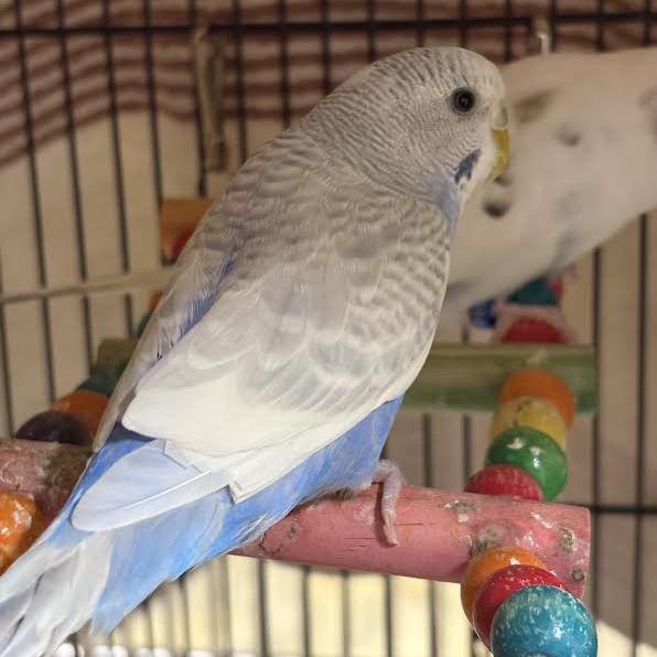 Enlarge Leia, a Adoptable Parakeet (Other) in Saint Cloud, MN image 1/1