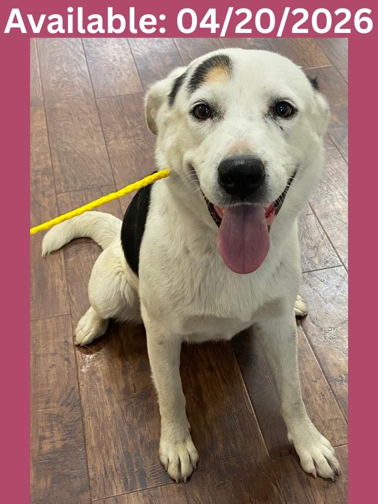 Dog Kennel #30, Adoptable, Adult Female Cattle Dog & Mixed Breed.