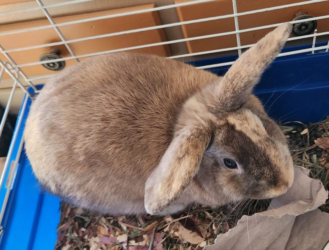 Jim - Adorable Male Bunny! photo 1