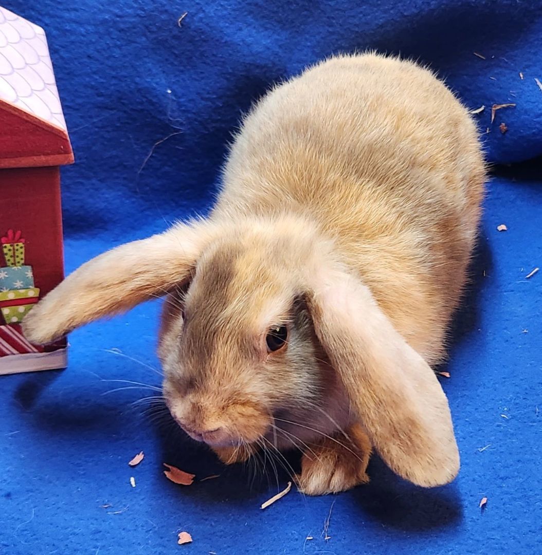 Jim - Adorable Male Bunny! photo 2