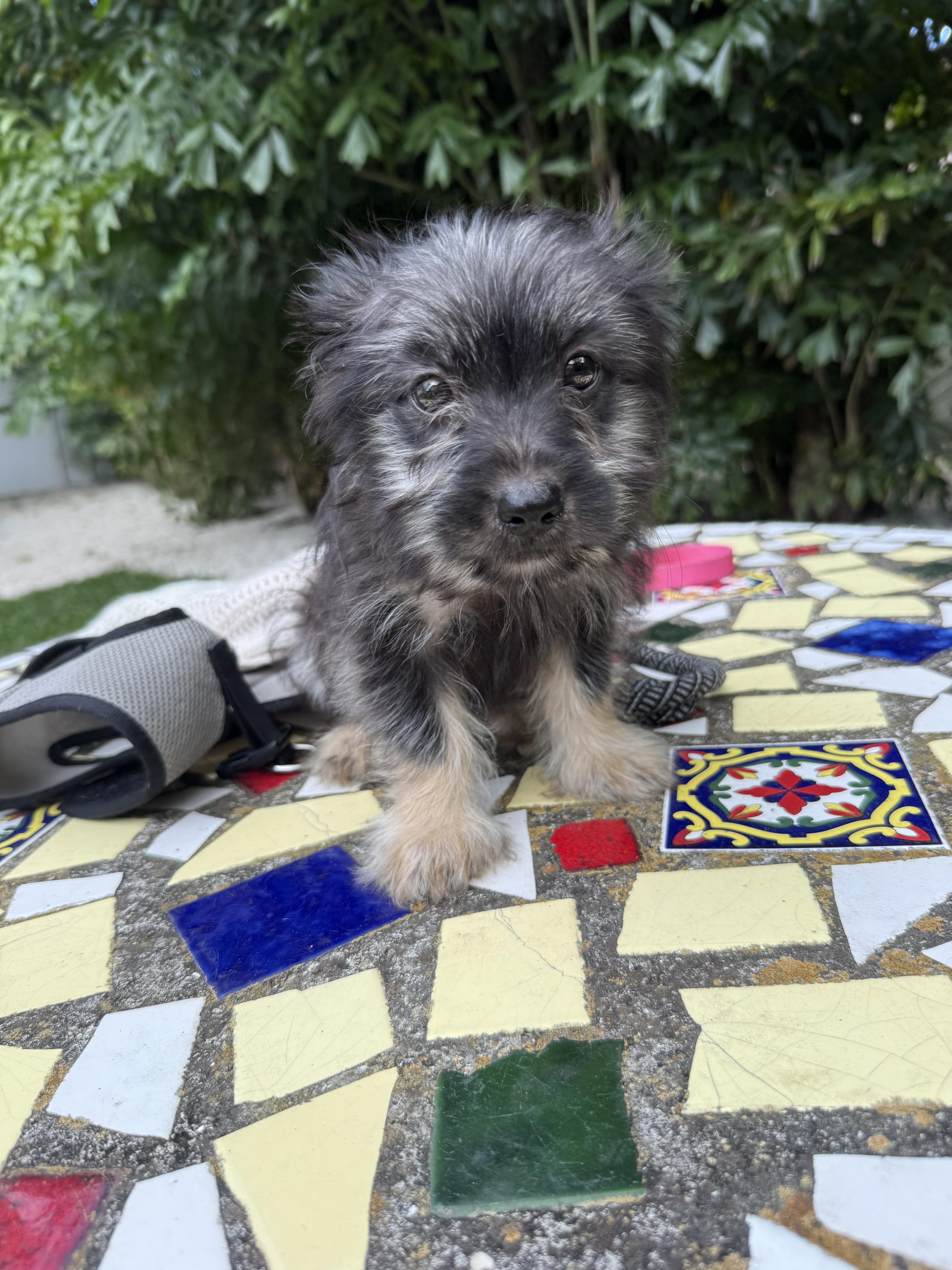 max, ADOPTABLE, Puppy Male Yorkshire Terrier.
