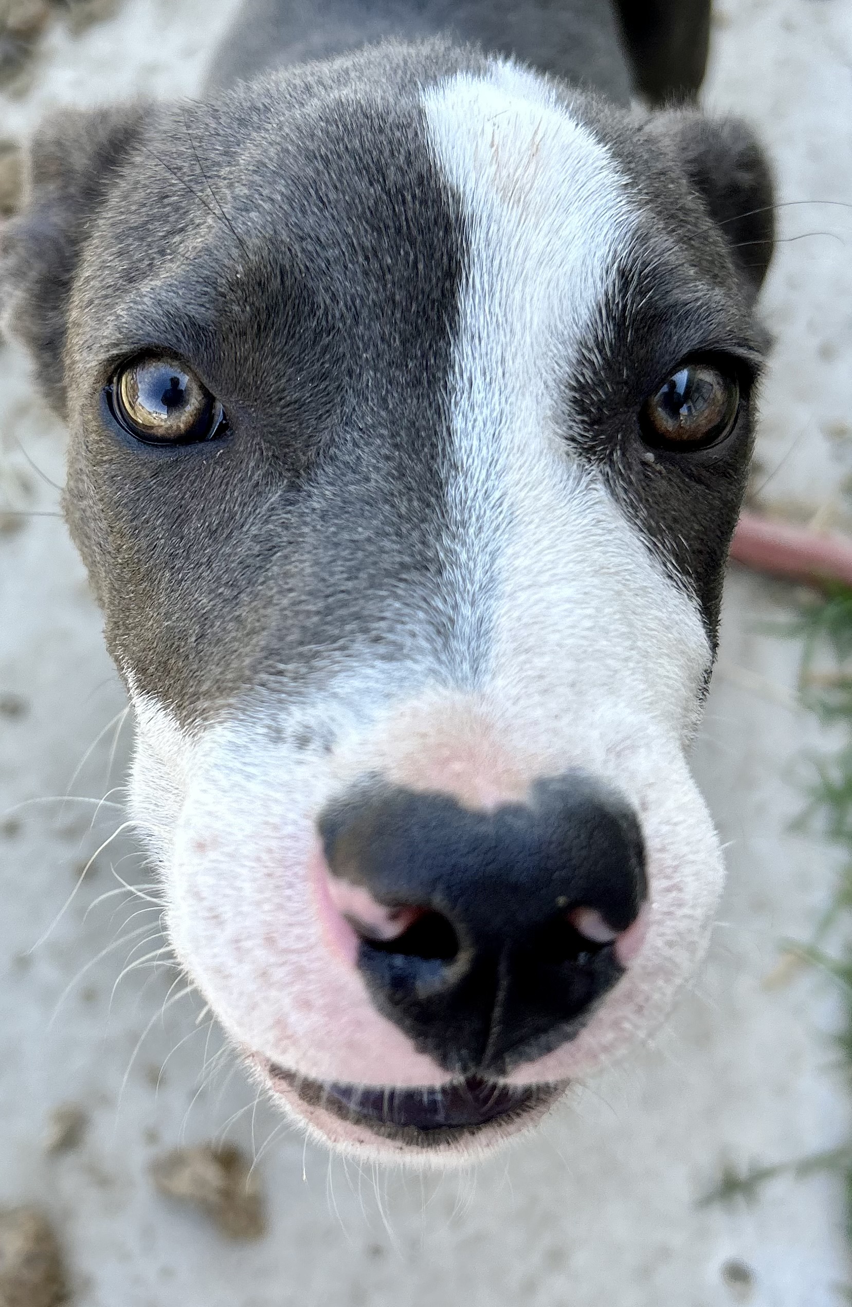 Enlarge Randall, a Adoptable Staffordshire Bull Terrier in Bakersfield, CA image 1/5