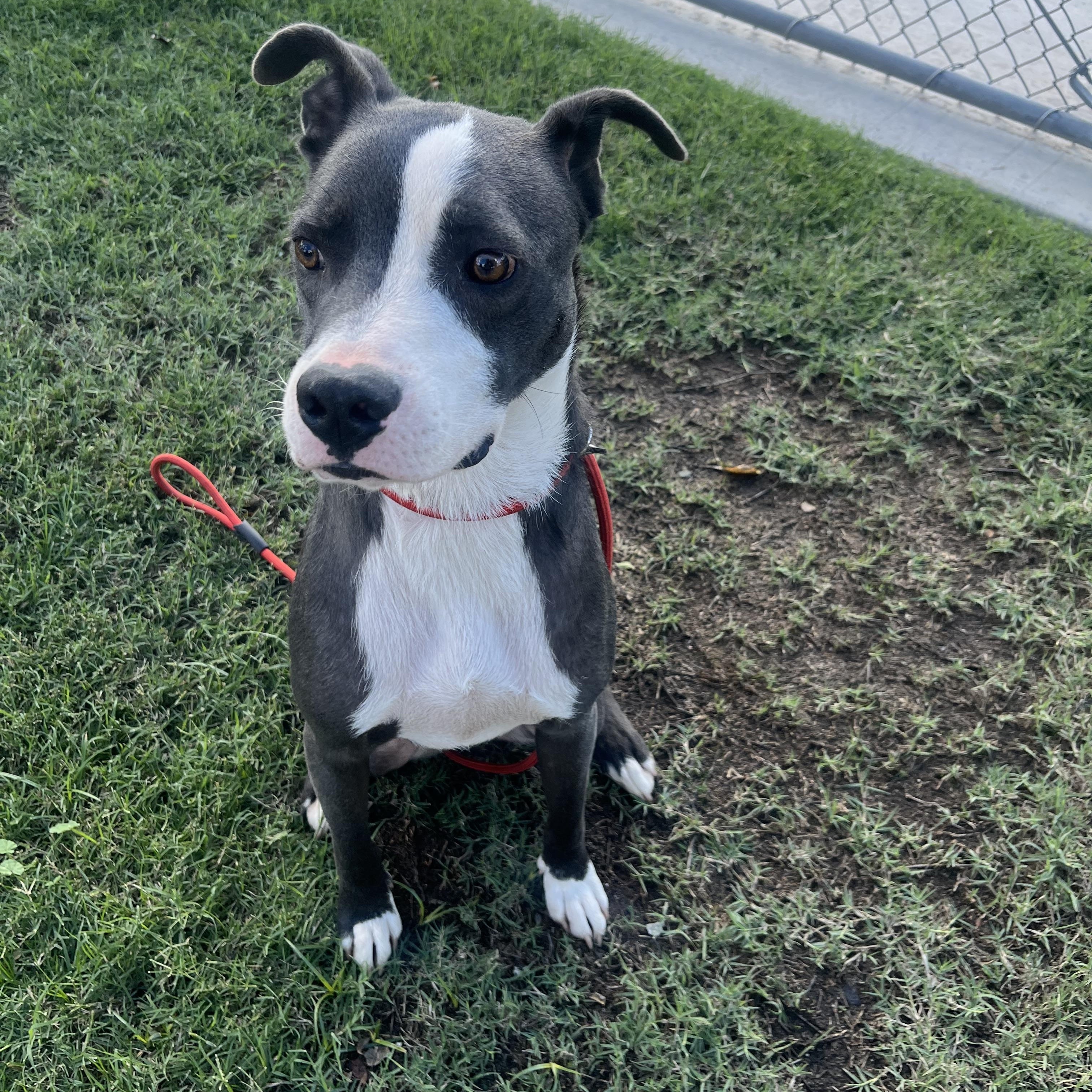 Enlarge Randall, a Adoptable Staffordshire Bull Terrier in Bakersfield, CA image 5/5