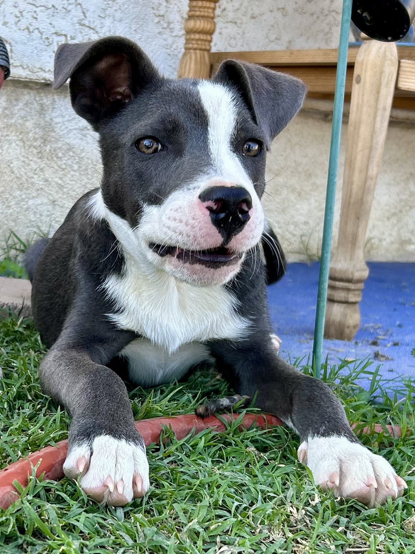 Randall, an adoptable Staffordshire Bull Terrier in Bakersfield, CA, 93301 | Photo Image 2
