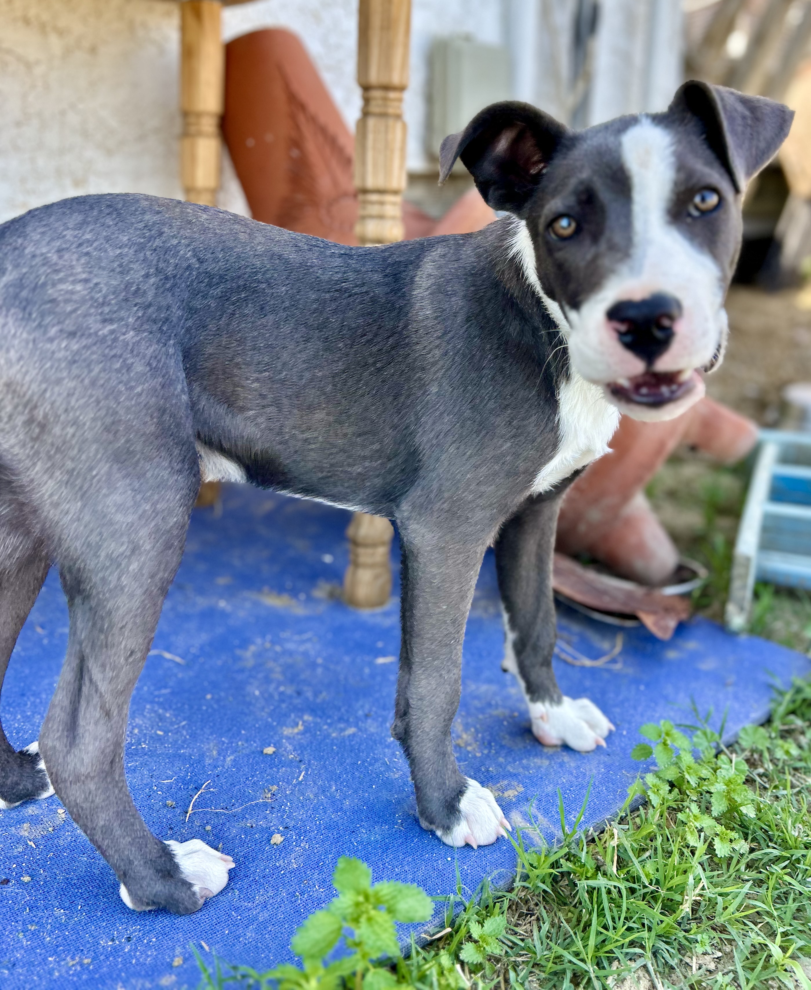 Randall, an adoptable Staffordshire Bull Terrier in Bakersfield, CA, 93301 | Photo Image 5