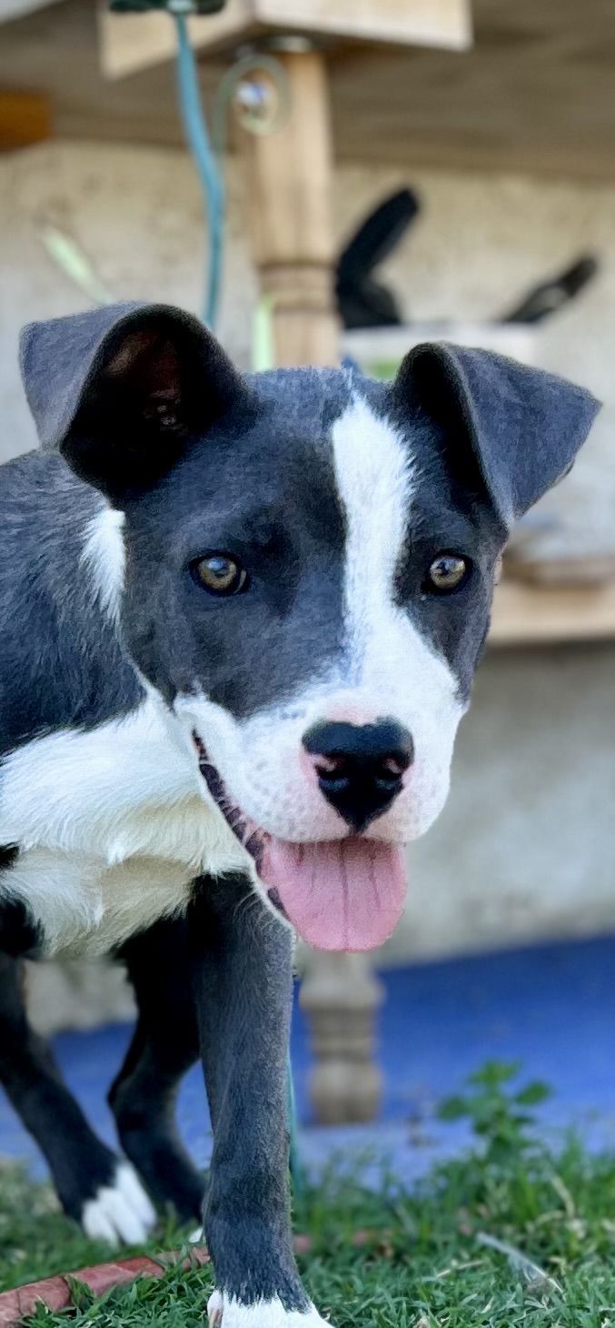 Enlarge Randall, a Adoptable Staffordshire Bull Terrier in Bakersfield, CA image 4/5