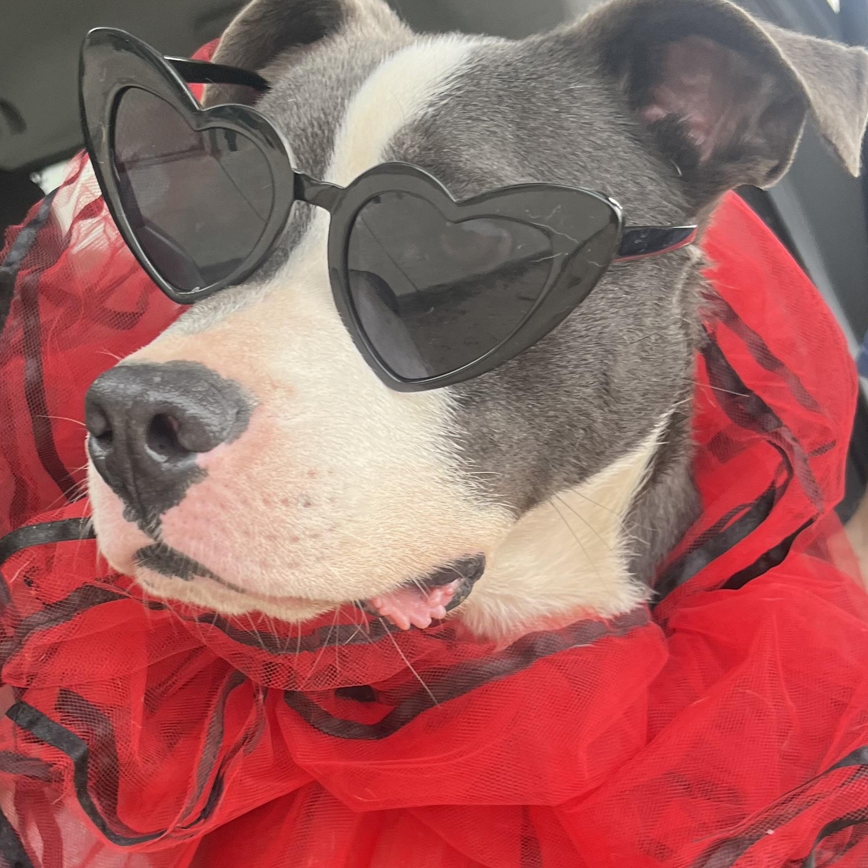 Enlarge Randall, a Adoptable Staffordshire Bull Terrier in Bakersfield, CA image 4/5