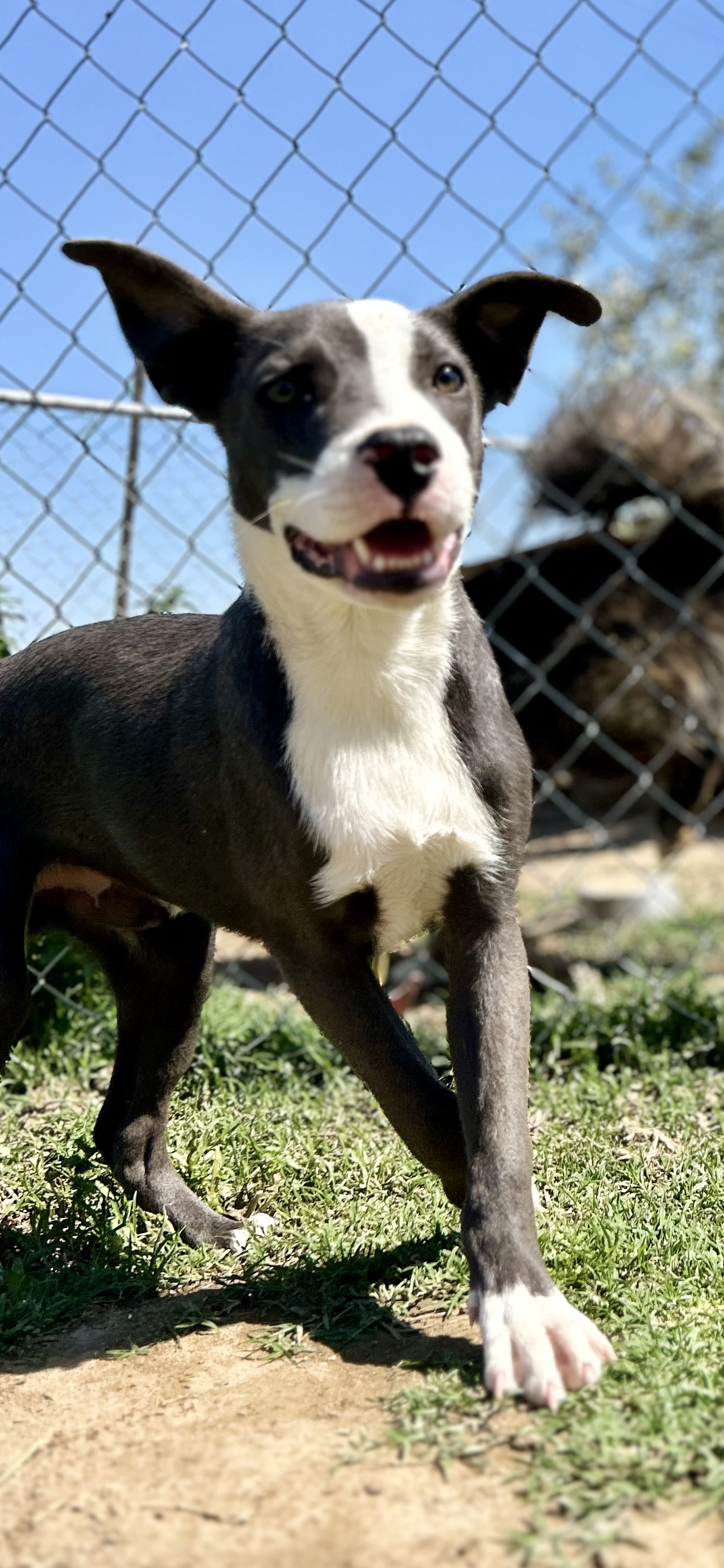 Randall, an adoptable Staffordshire Bull Terrier in Bakersfield, CA, 93301 | Photo Image 4