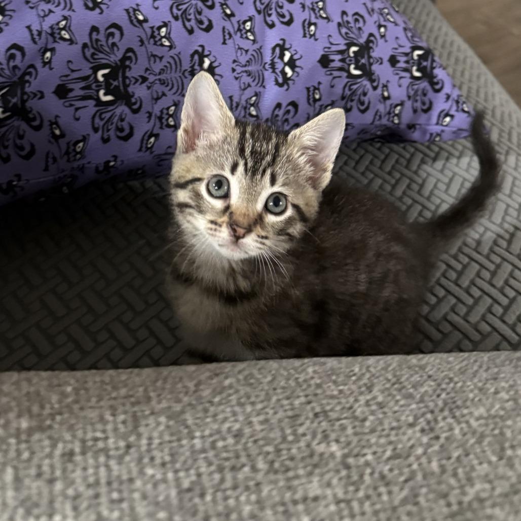 Enlarge Lilly, a Adoptable Domestic Short Hair in Winston Salem, NC image 1/3