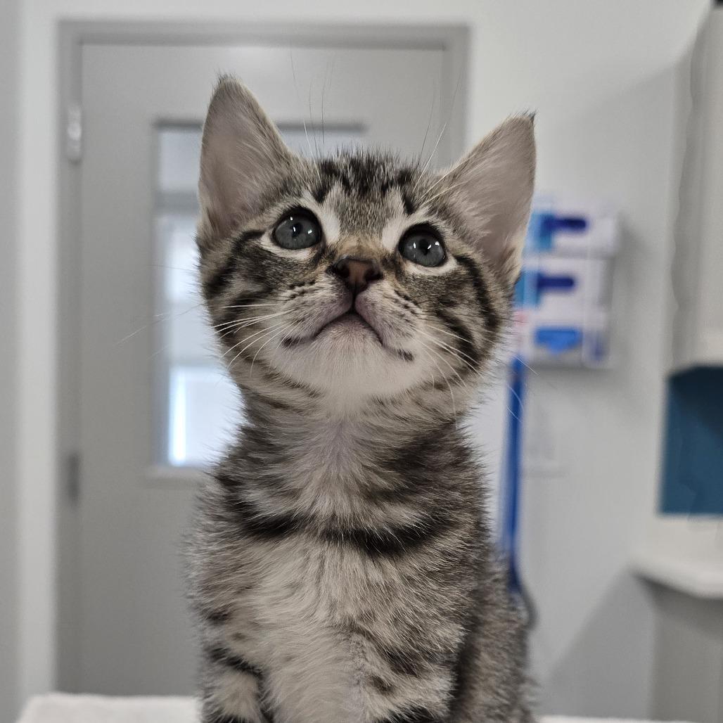 Enlarge Lilly, a Adoptable Domestic Short Hair in Winston Salem, NC image 2/3