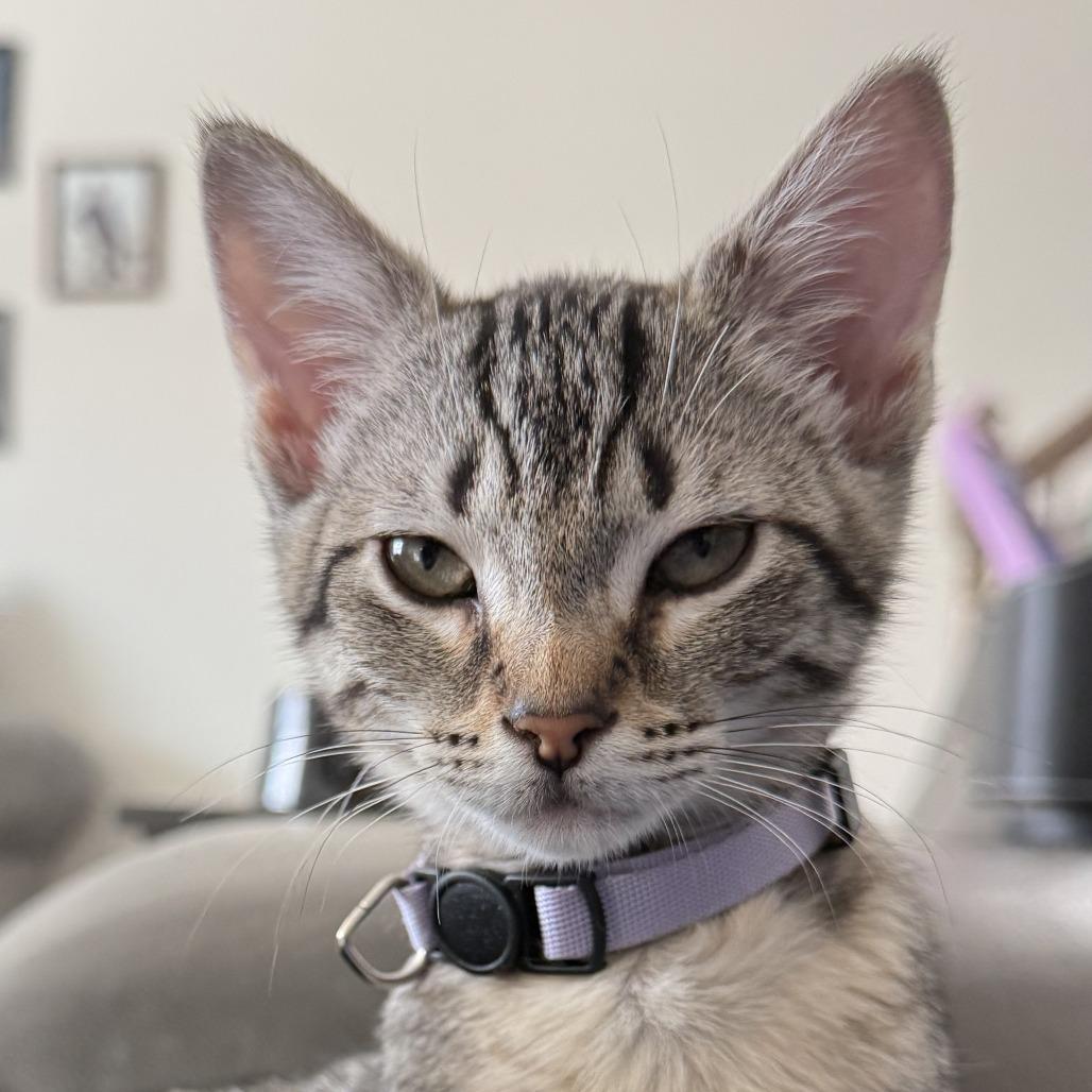 Enlarge Lilly, a Adoptable Domestic Short Hair in Winston Salem, NC image 3/3