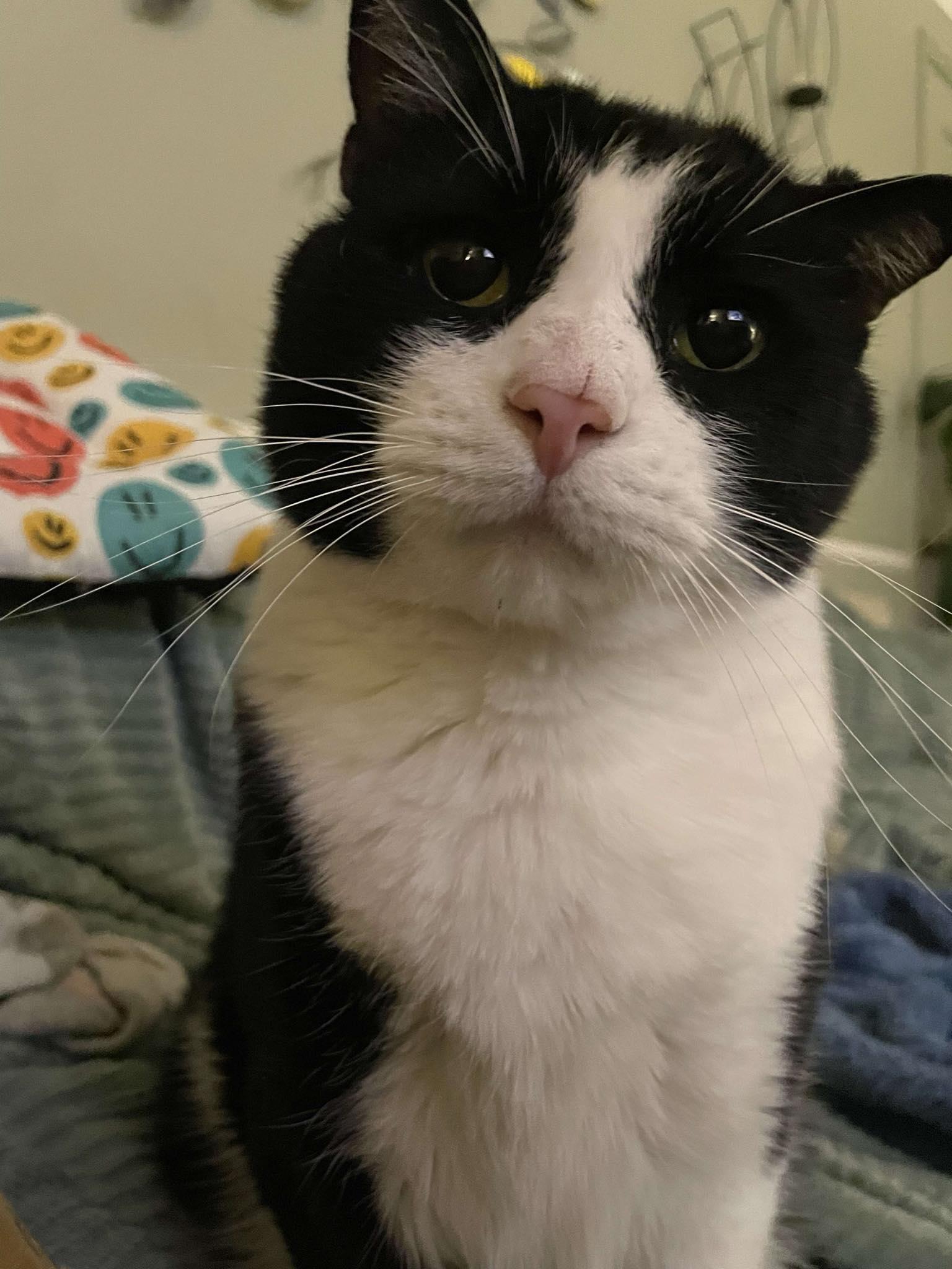 Enlarge Trooper, a ADOPTABLE Domestic Short Hair in Pittsburgh, PA image 4/6