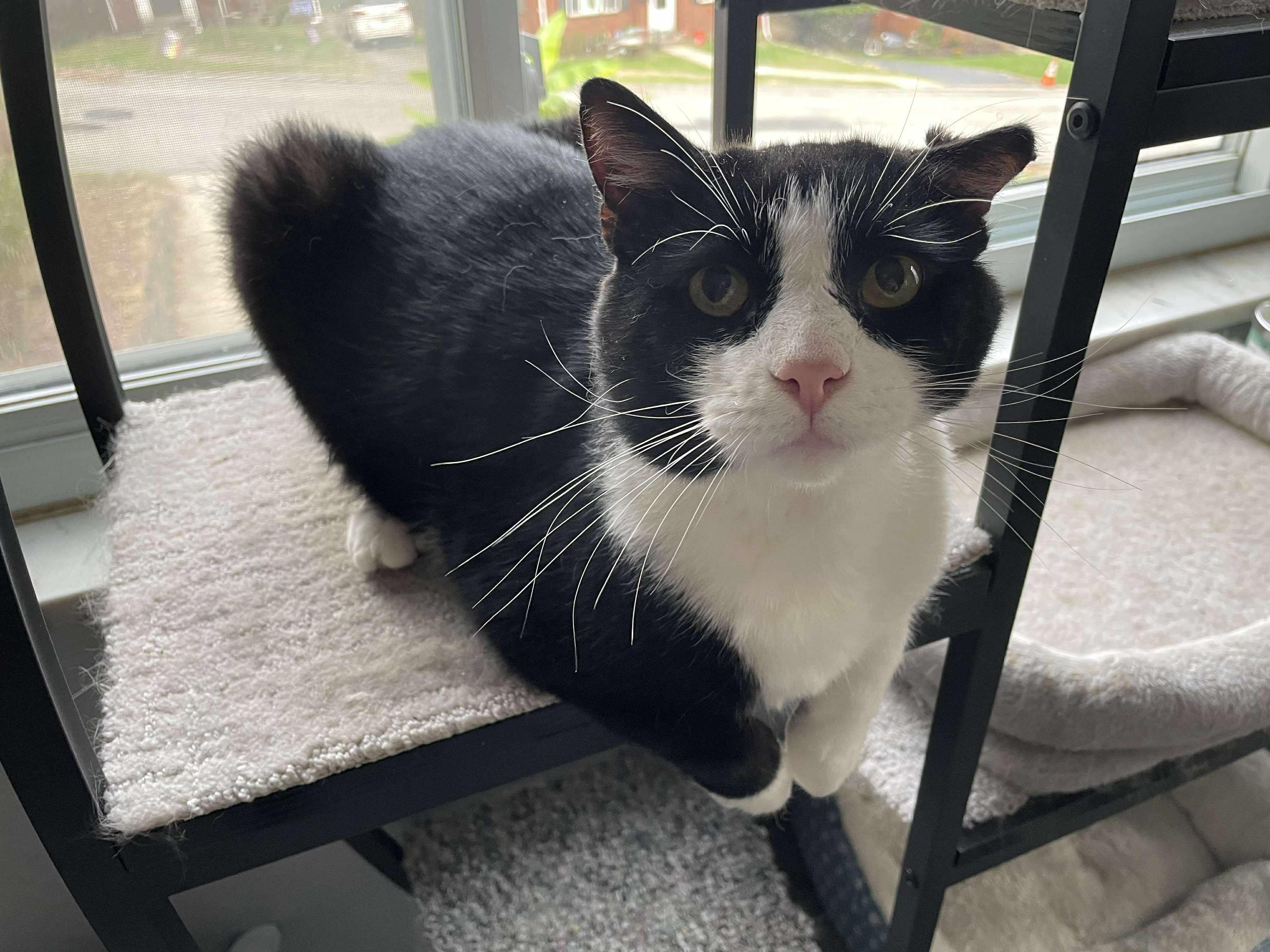 Enlarge Trooper, a ADOPTABLE Domestic Short Hair in Pittsburgh, PA image 6/6