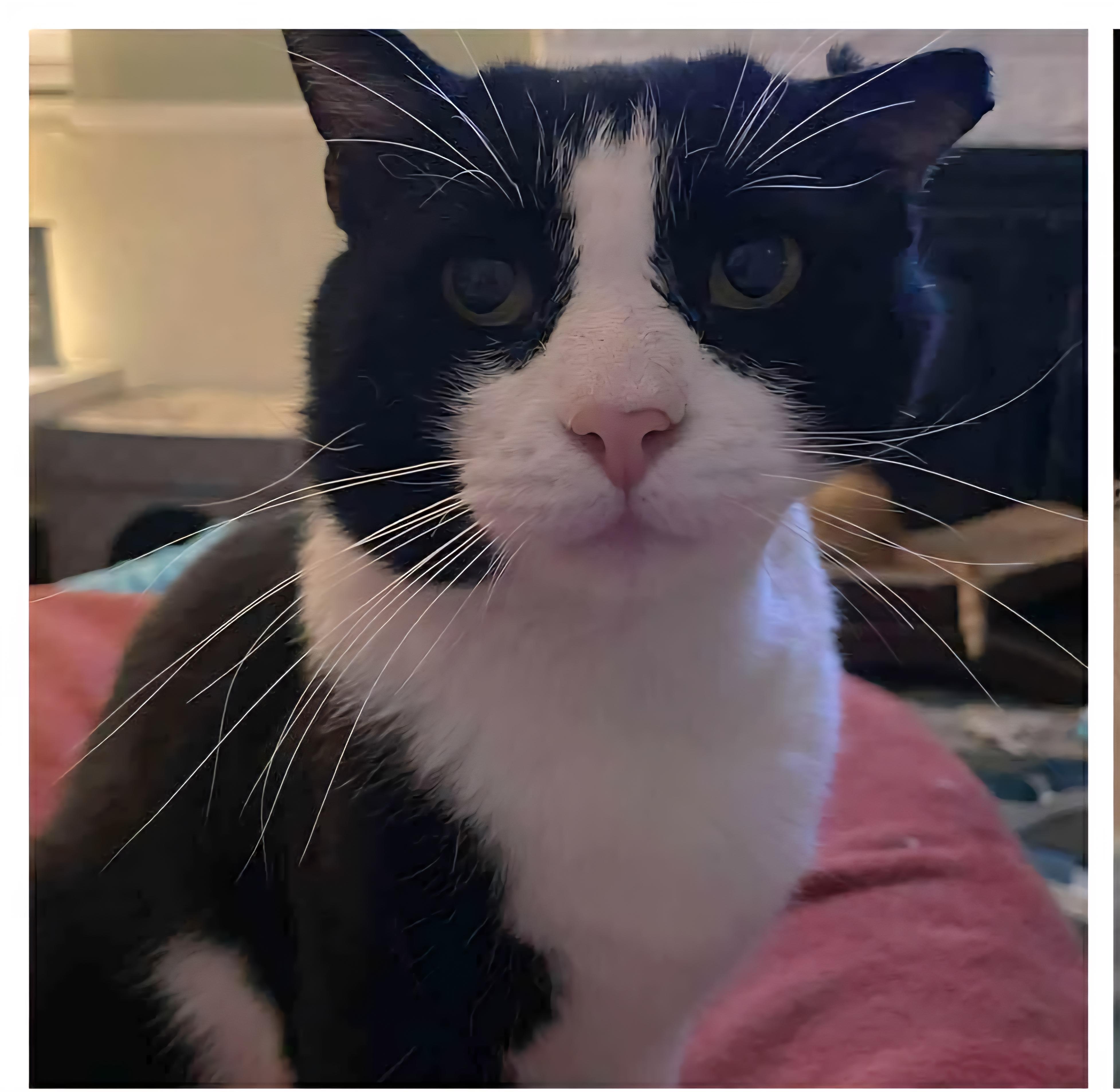 Enlarge Trooper, a ADOPTABLE Domestic Short Hair in Pittsburgh, PA image 2/6