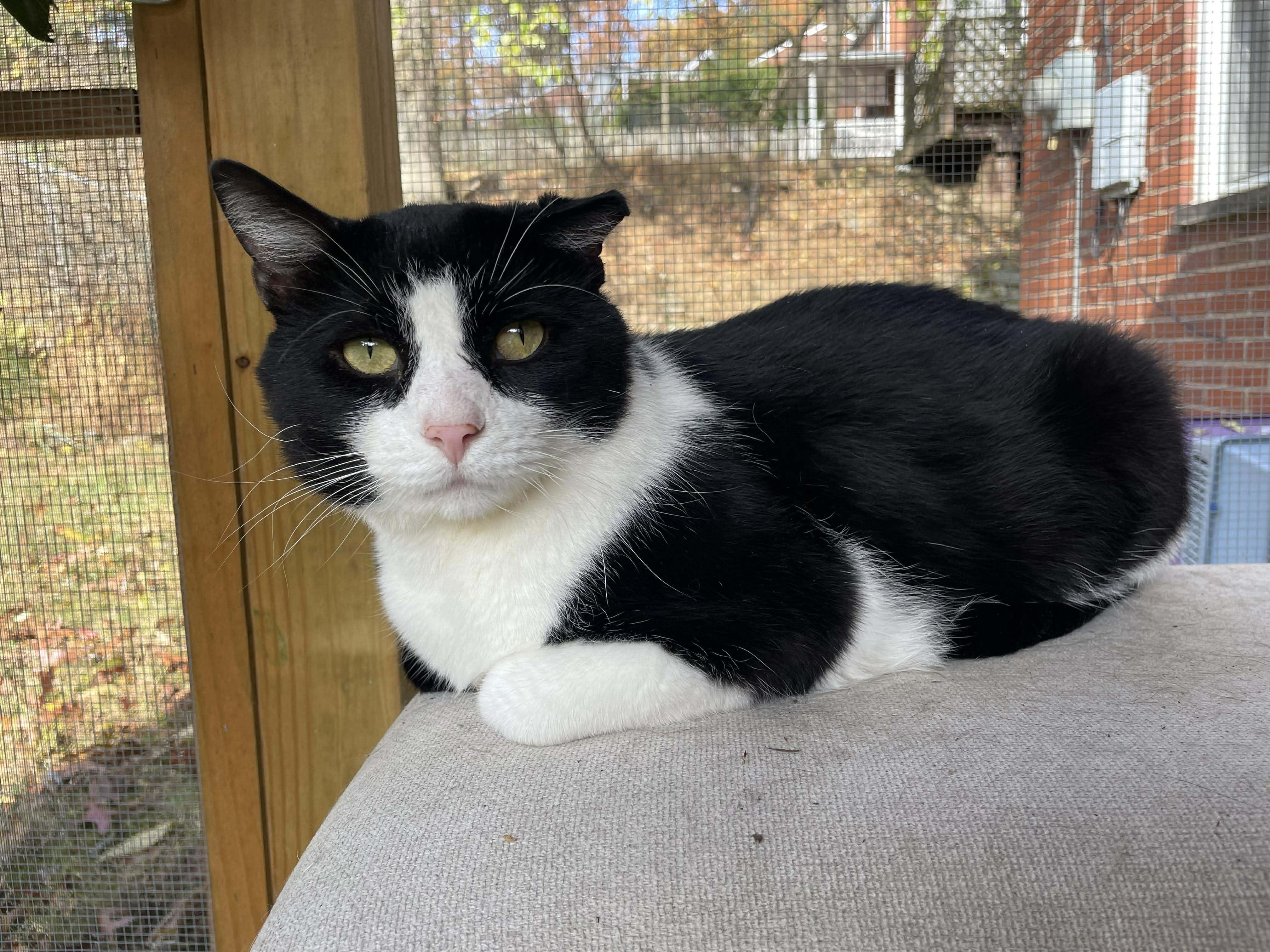 Enlarge Trooper, a ADOPTABLE Domestic Short Hair in Pittsburgh, PA image 3/6