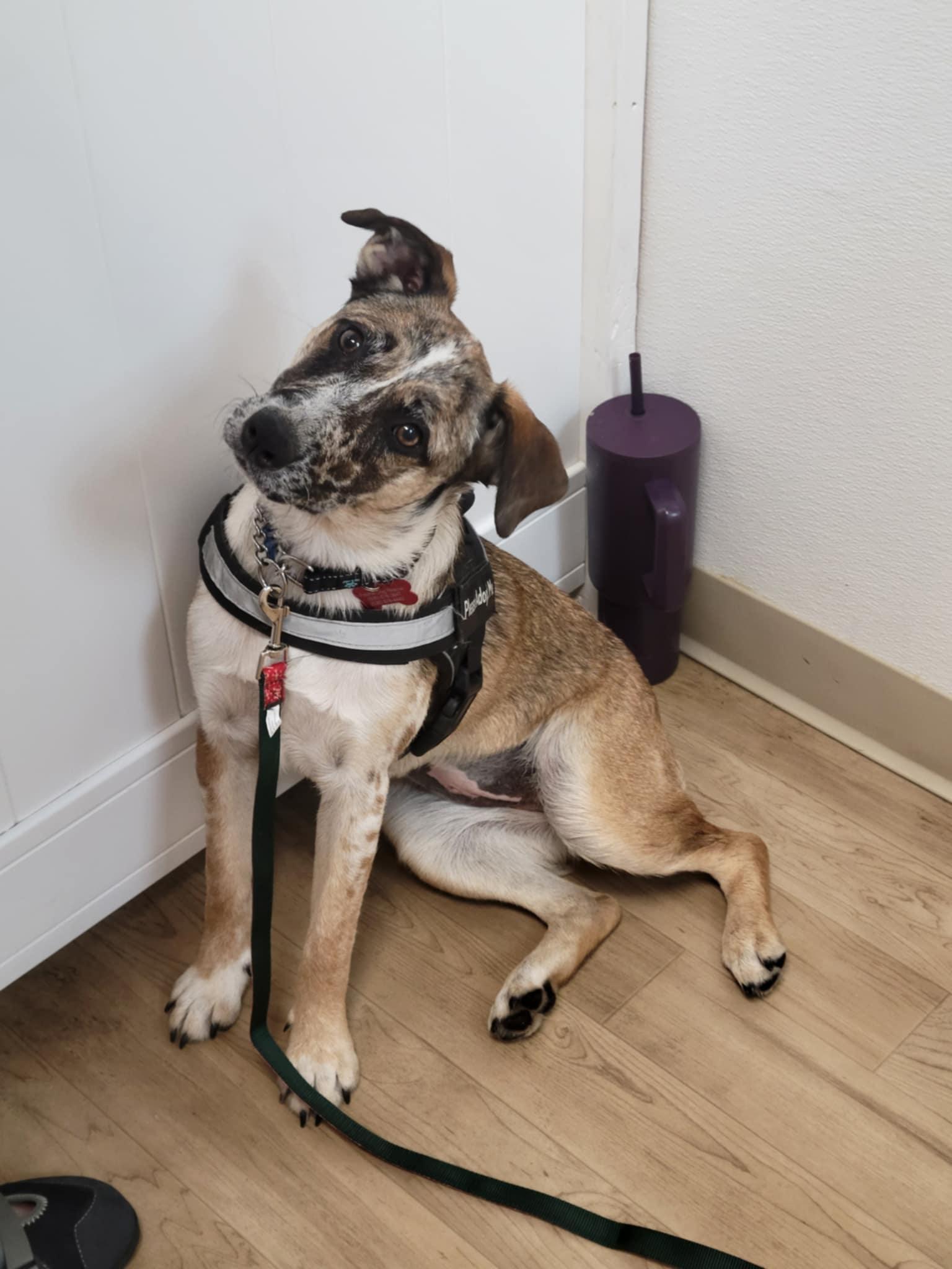 25Susan, Young Female Cattle Dog