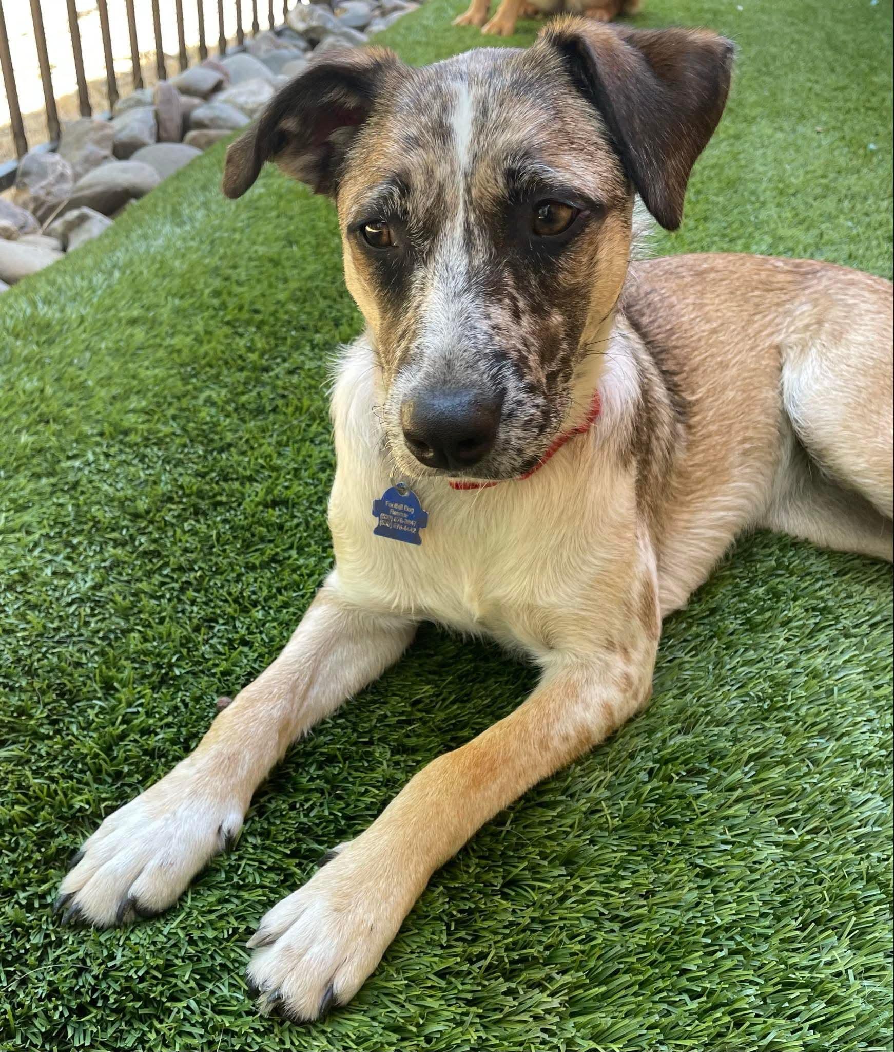 Enlarge 25Susan, an adoptable mixed breed in Shingle Springs, CA image 6/6