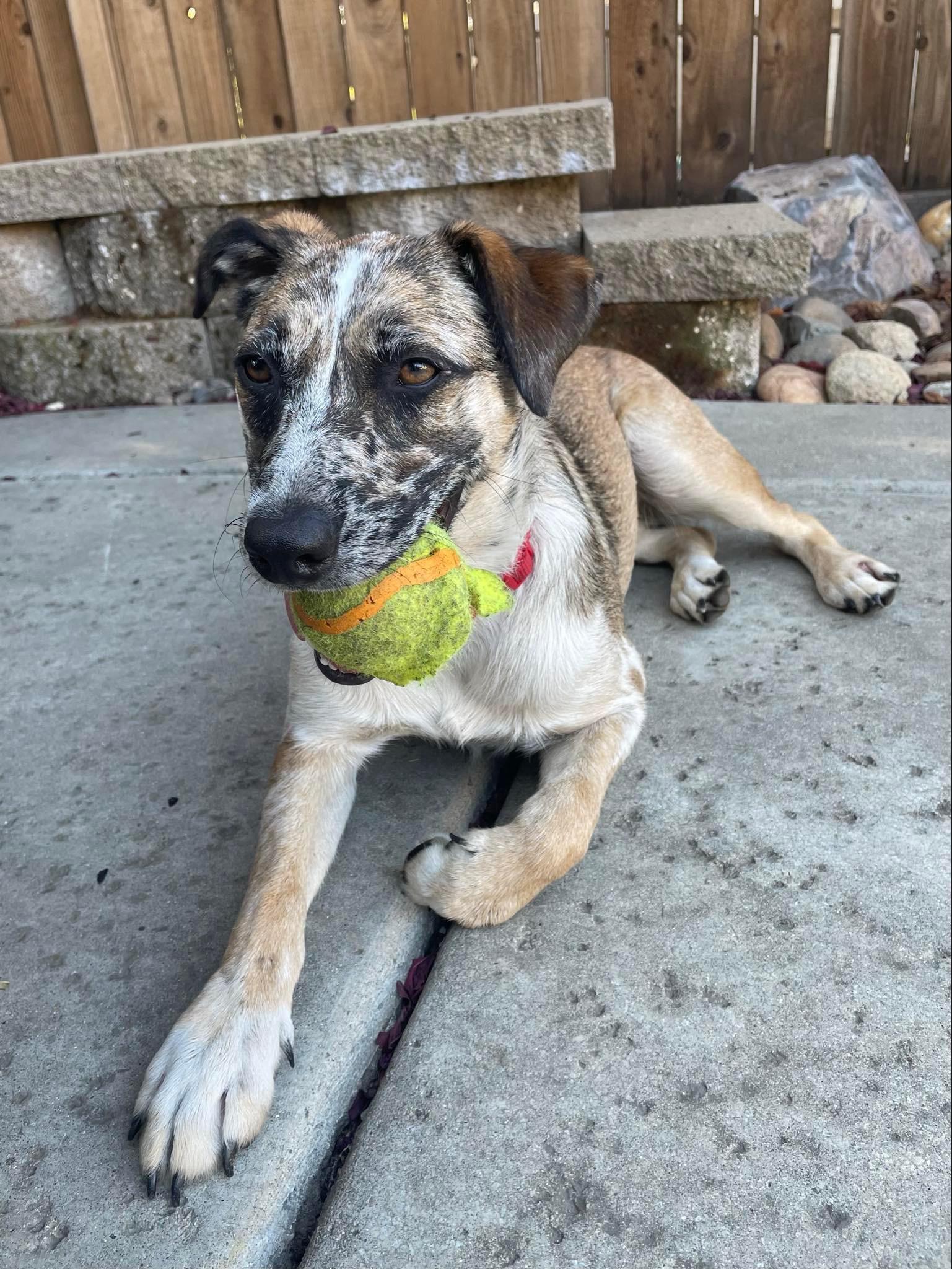 Enlarge 25Susan, an adoptable mixed breed in Shingle Springs, CA image 4/6