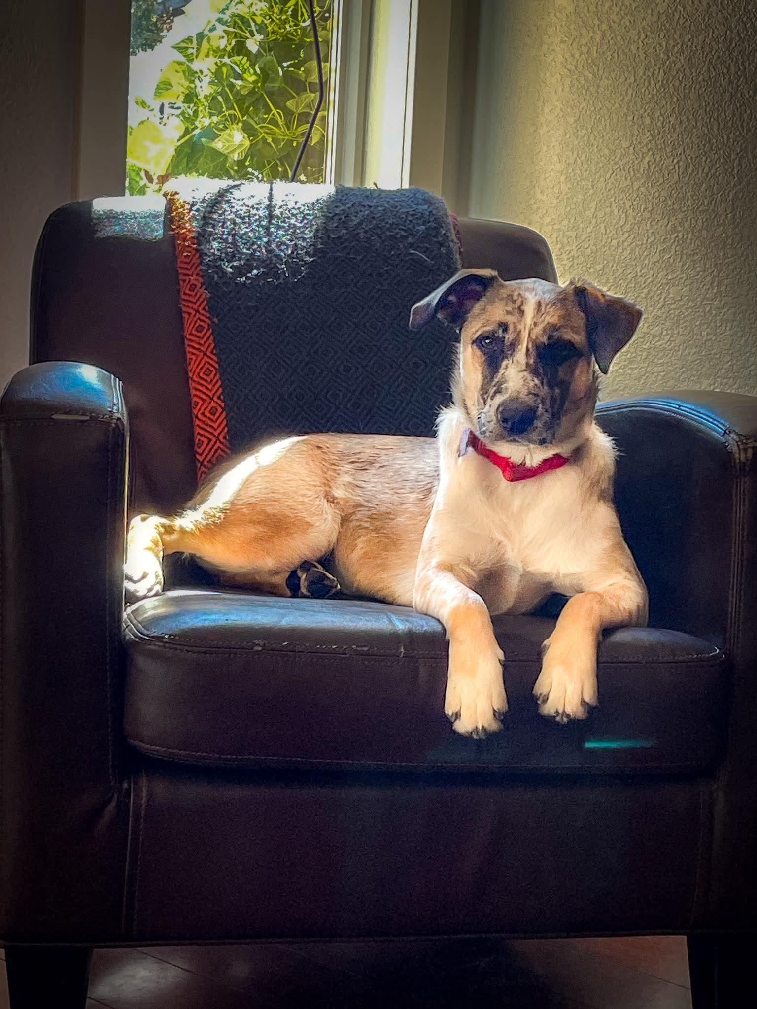 Enlarge 25Susan, an adoptable mixed breed in Shingle Springs, CA image 5/6