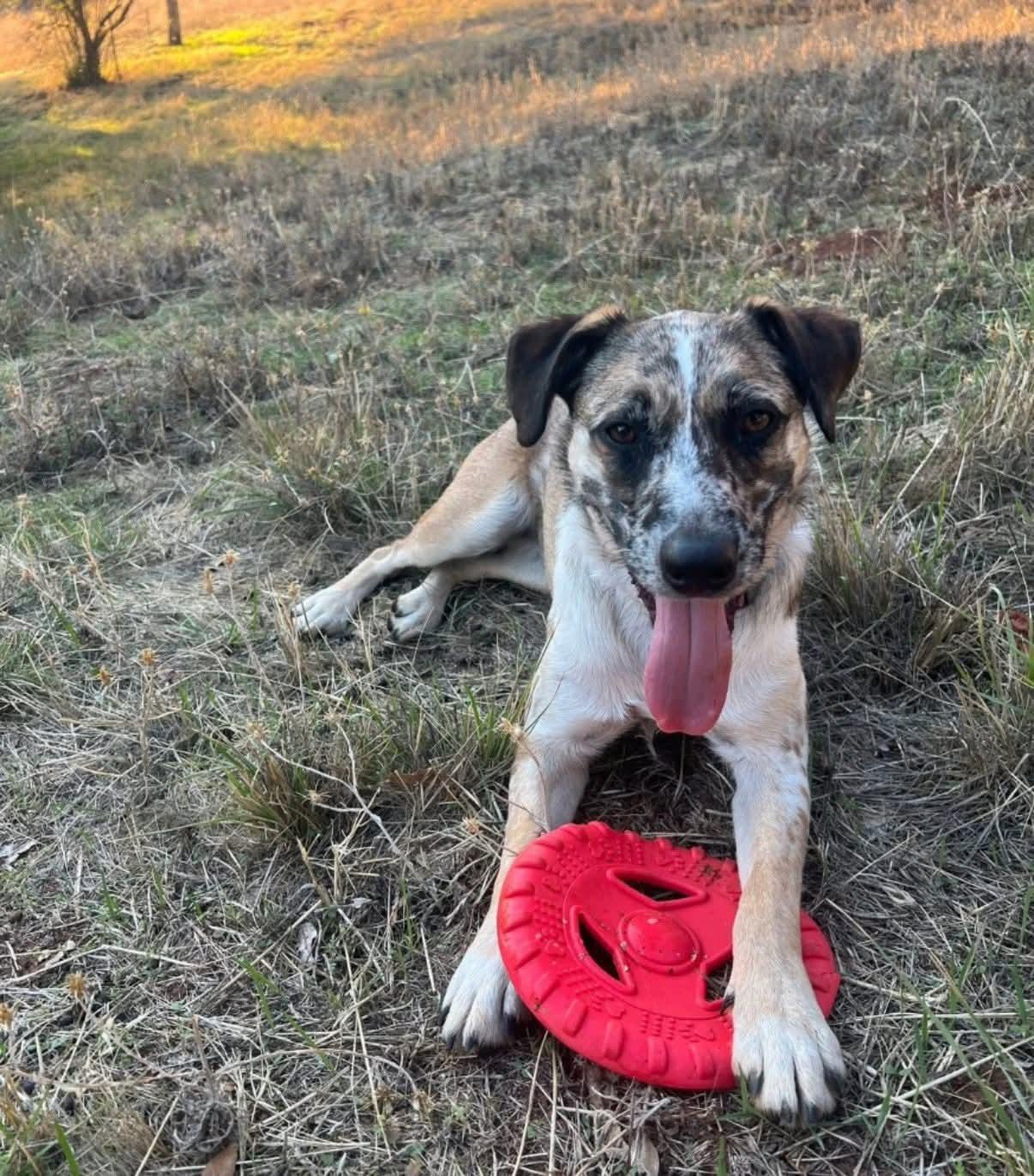Enlarge 25Susan, an adoptable mixed breed in Shingle Springs, CA image 1/6