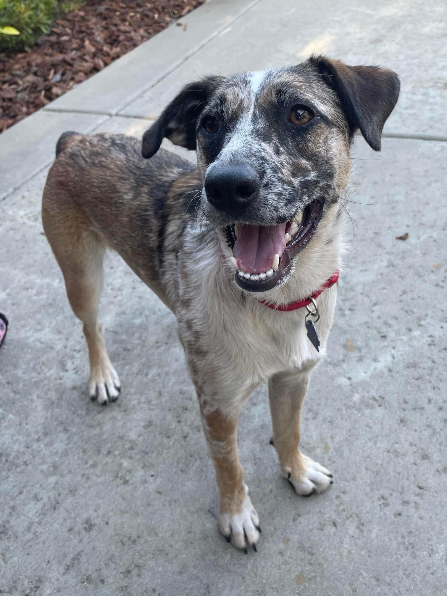 25Susan, adoptable, Young Female Cattle Dog.