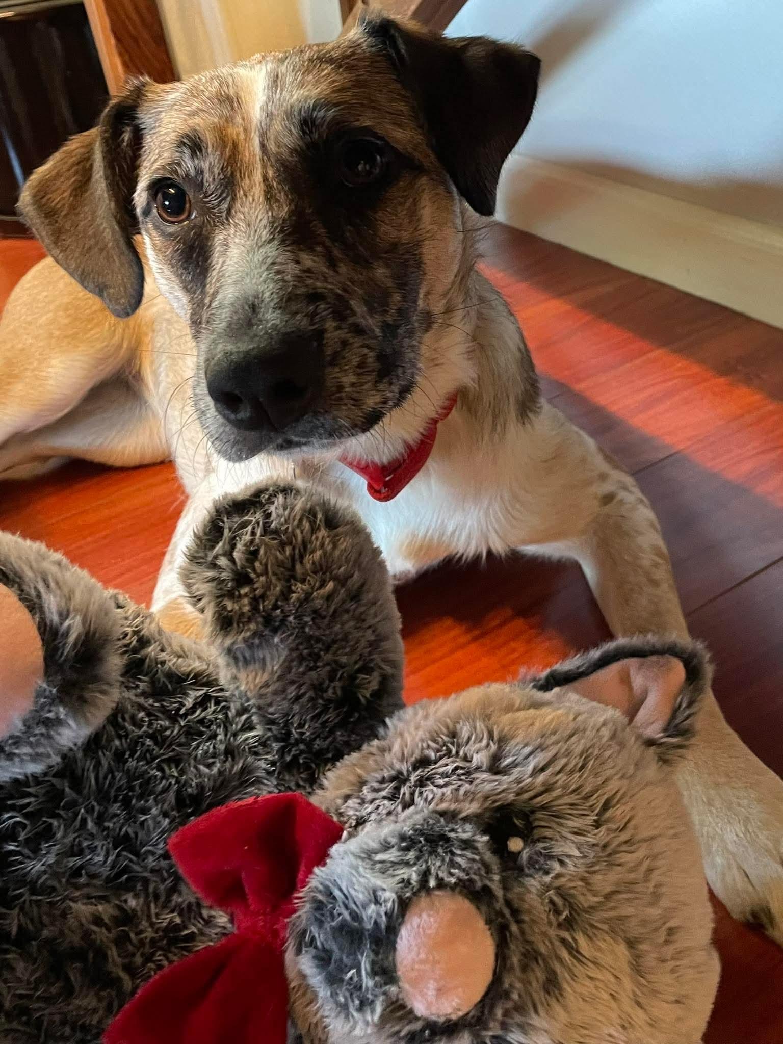 Enlarge 25Susan, an adoptable mixed breed in Shingle Springs, CA image 3/6